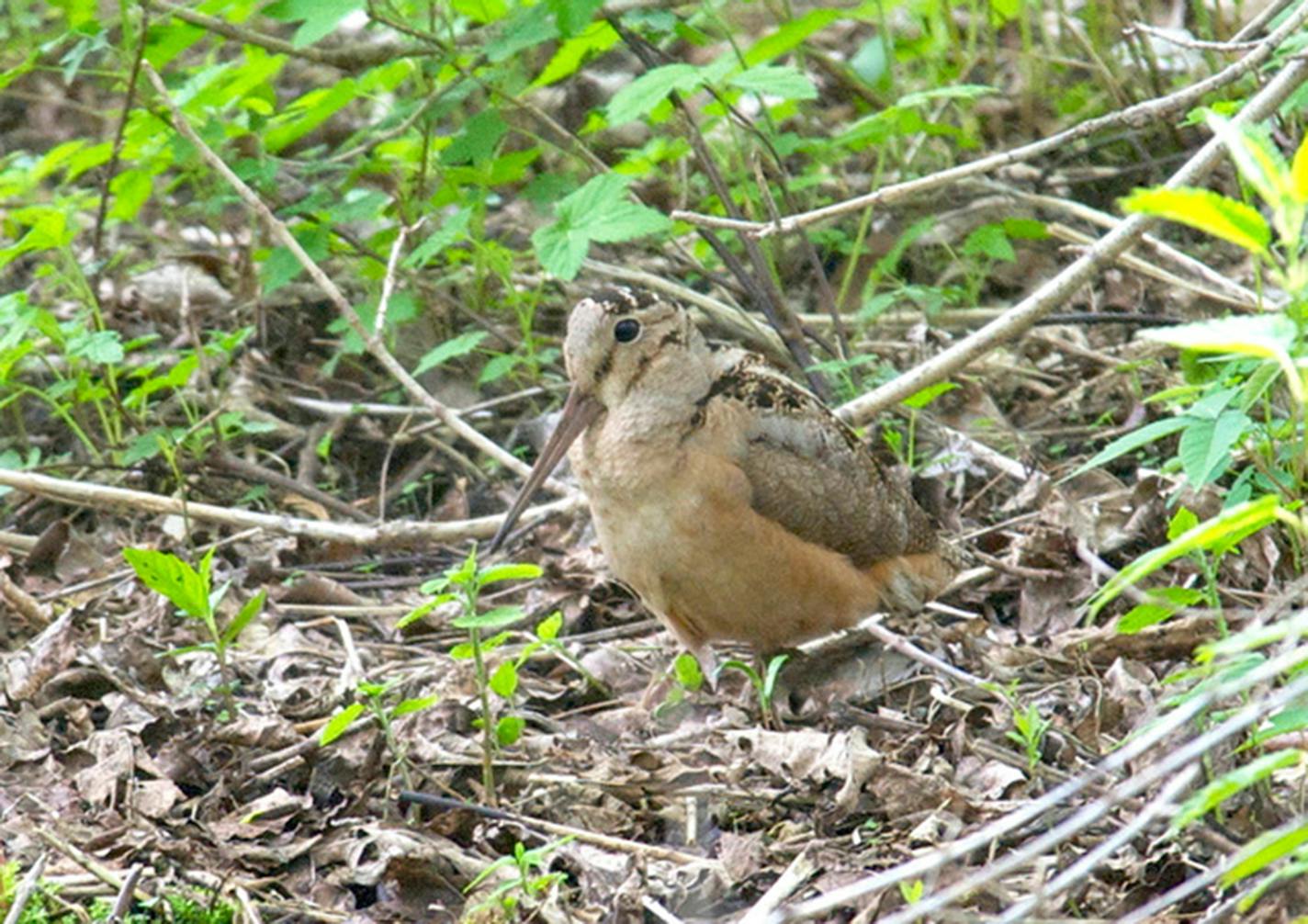 American woodcock in spring migration, early March to late May, can be found throughout the state, particularly the northeast. They nest throughout, except along the Iowa border, east central nesting common. Fall migration is September through November. This bird was in a thicket of shrubs adjoining a wetland.