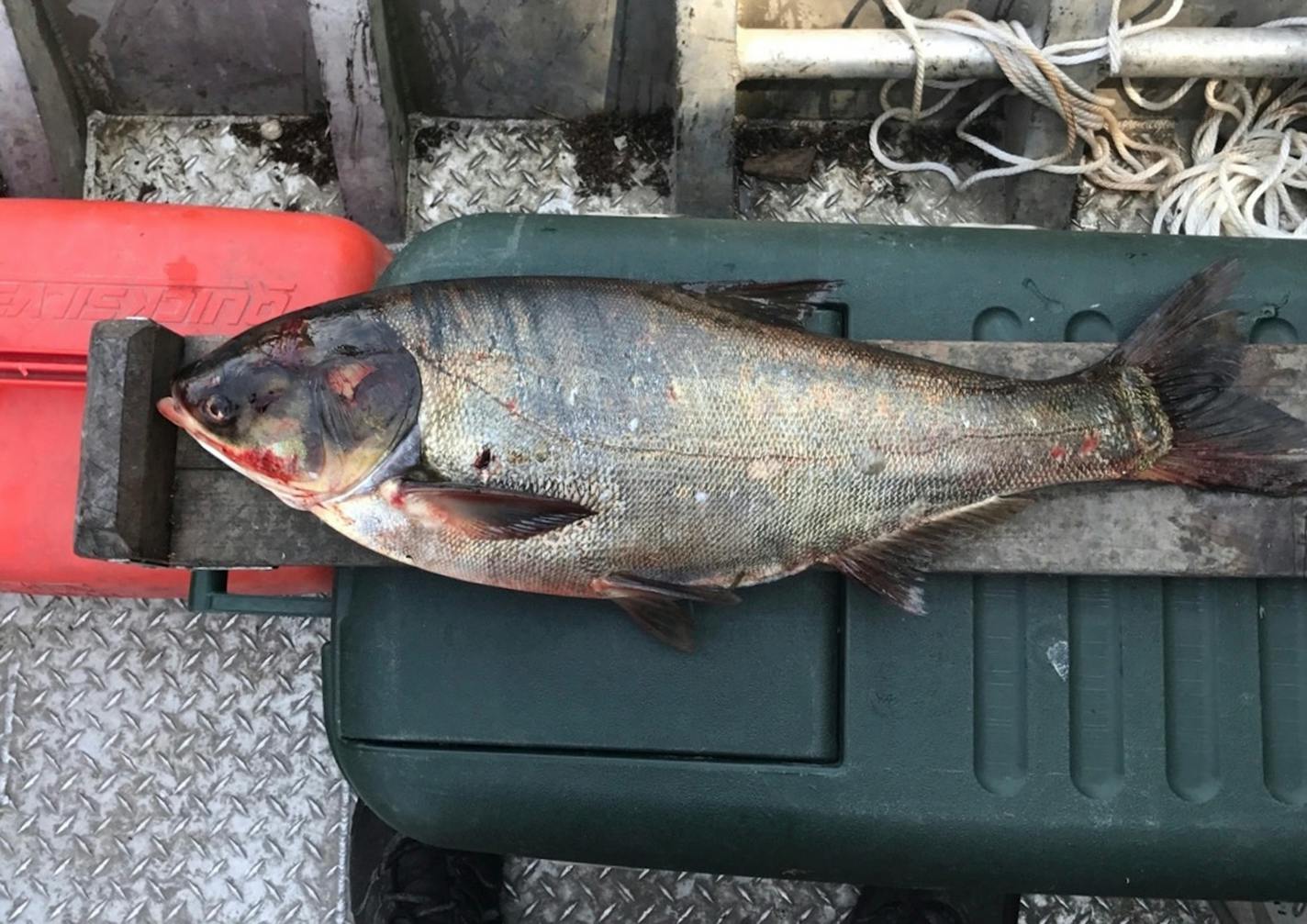 A silver carp caught in an Illinois waterway.