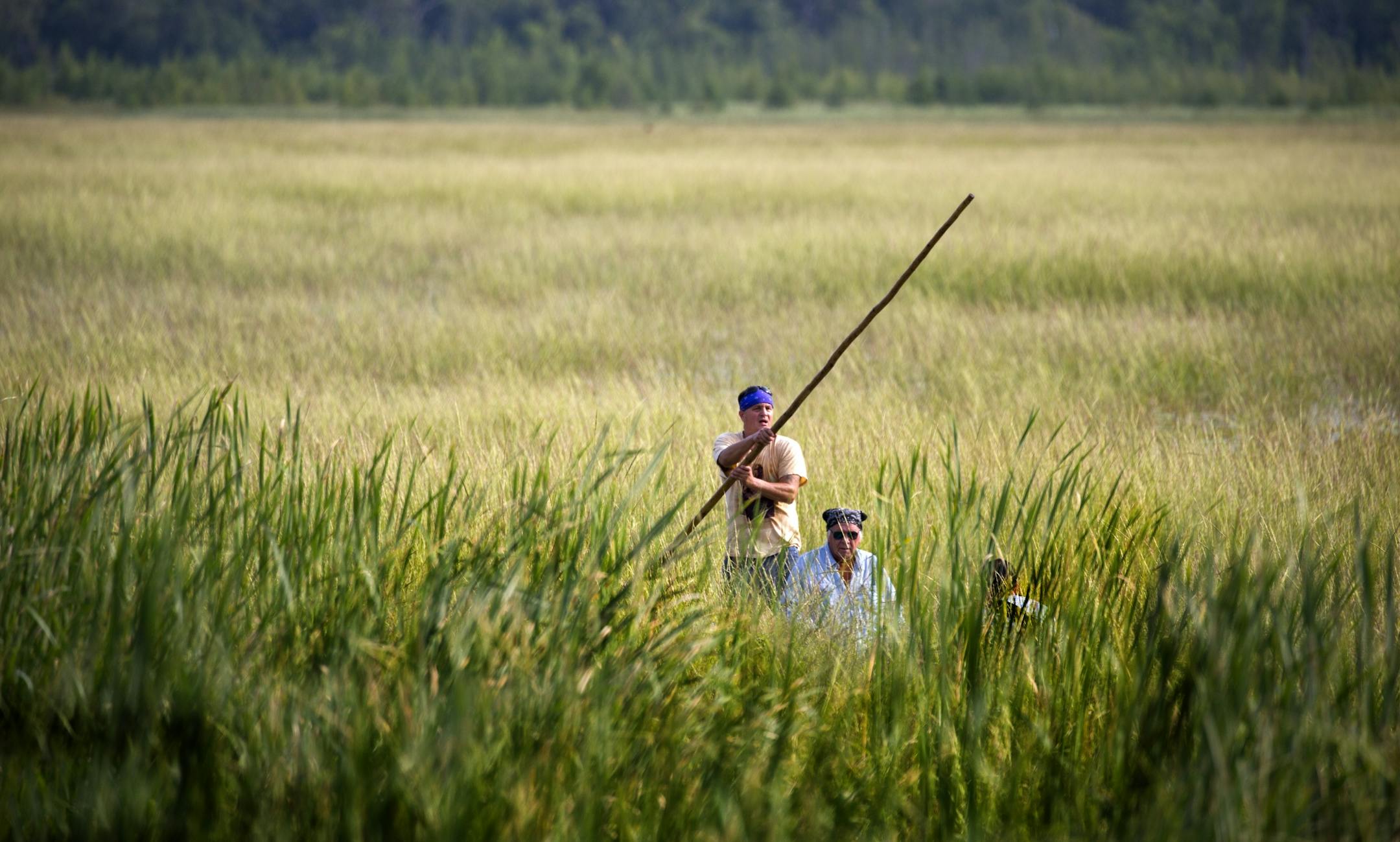 Todd Thompson and his father Leonard harvest wild rice on Hole In THe Day Lake south of Nisswa Thursday morning.