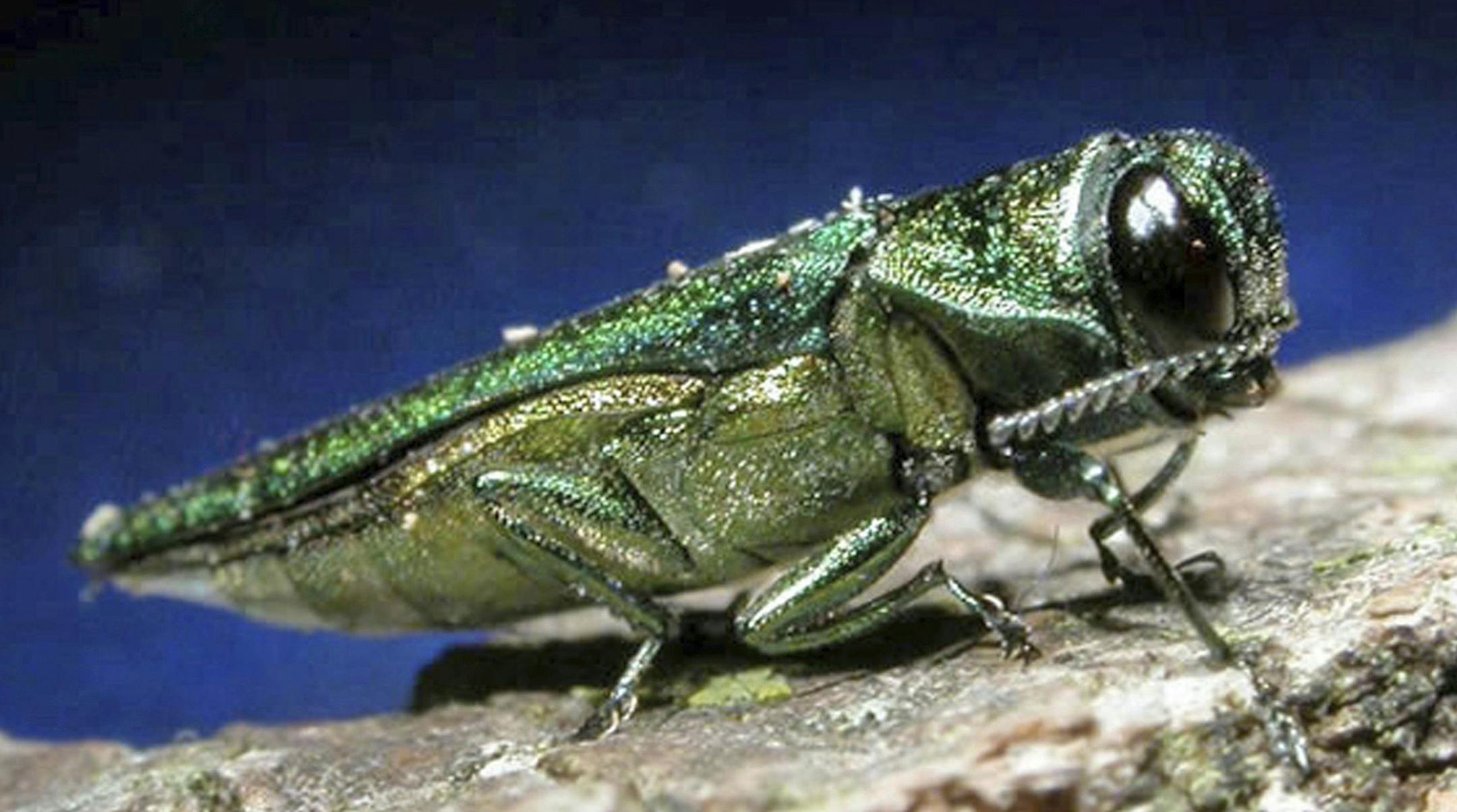 FILE - This undated file photo provided by the Minnesota Department of Natural Resources shows an adult emerald ash borer. The insect that could threaten one of South Dakota's most populous tree species moved even closer to the state in the past year. The emerald ash borer last year was found in Union County in southwestern Iowa, as well as in Boulder, Colo. South Dakota State University forestry expert John Ball said he thinks the Asian beetle will be found in South Dakota within five years. (A