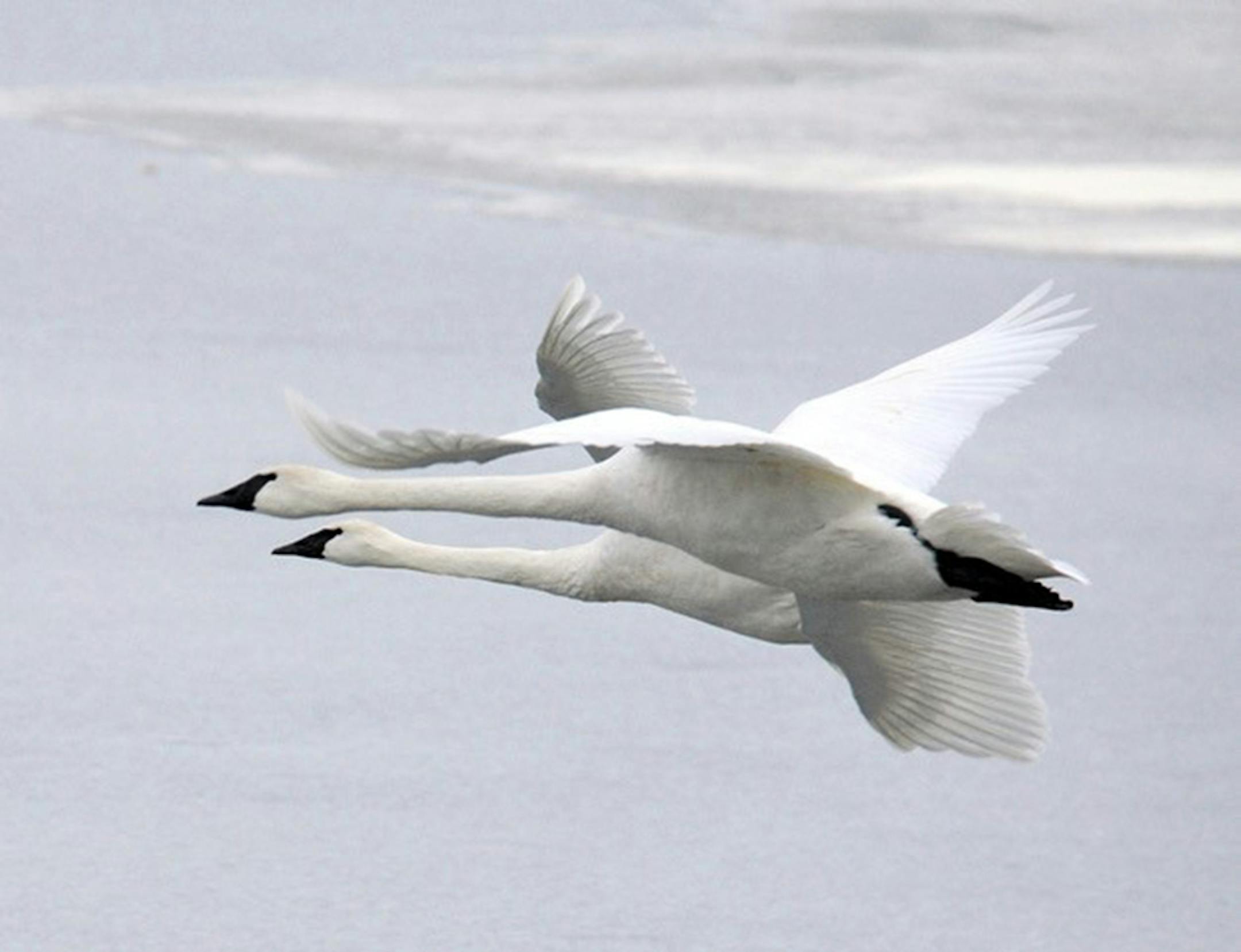 Trumpeter swans were not included in initial editions of the Peterson field guide. They had been hunted to near extinction in eastern North America for meat, feathers, and down. There werenít enough swans remaining to merit mention in the book. Recovery came after early printings.
Jim Williams