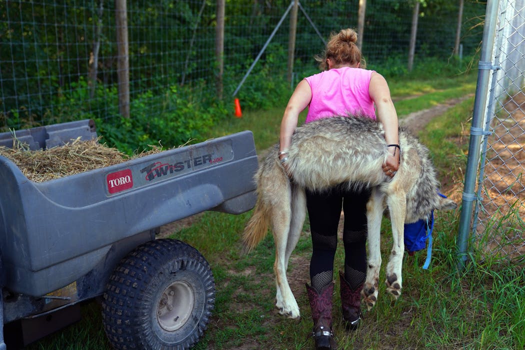 Megan Callahan-Beckel carried a sedated gray wolf to an awaiting cart so staff could do a medical check.