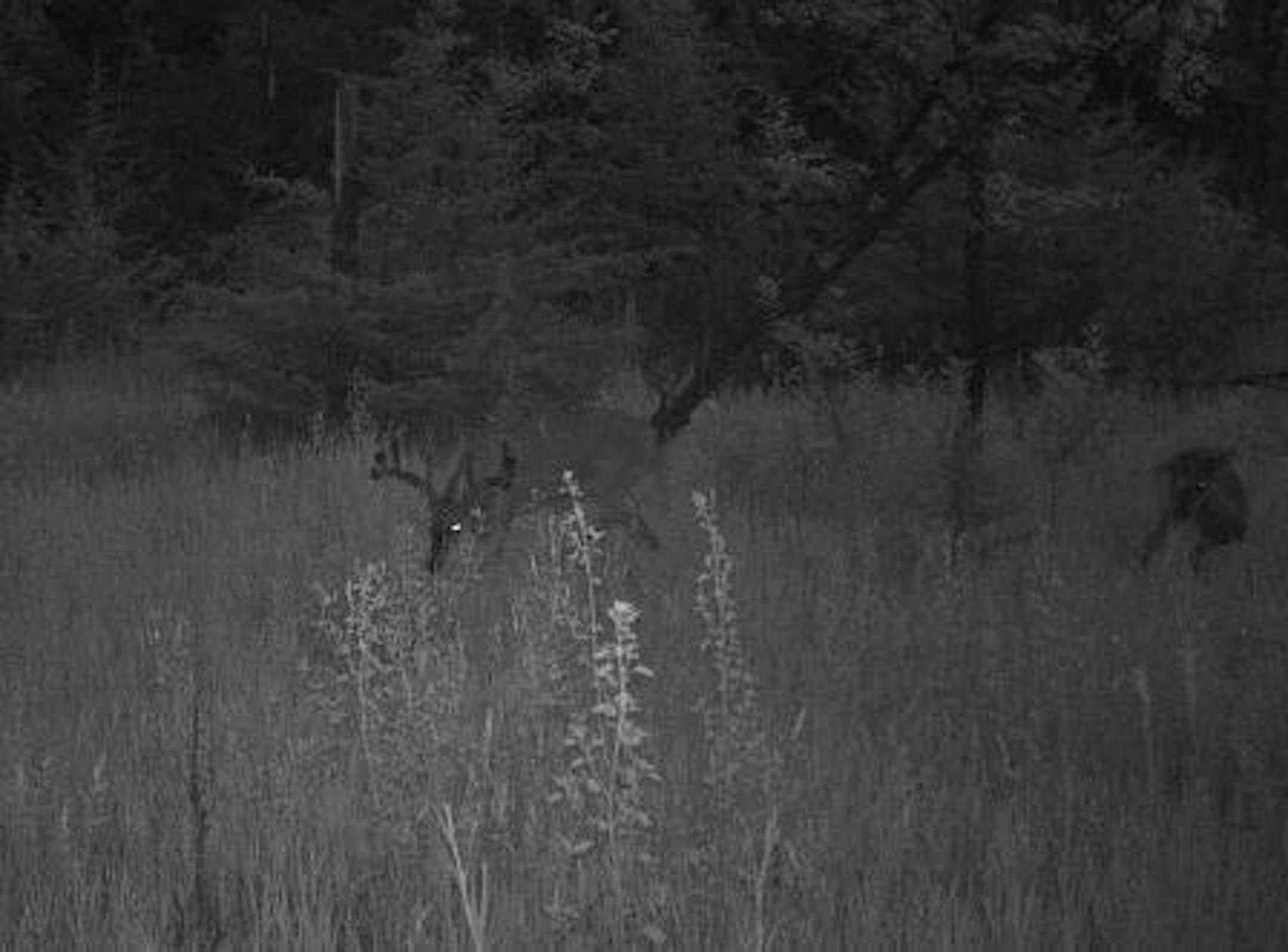 Here, the same buck from 2010 shows some new growth (photo taken in June).