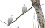 One albino pigeon is rare to see. Two together? That's even rarer.