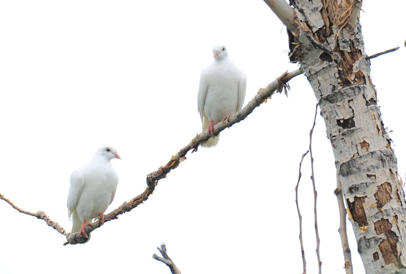 One albino pigeon is rare to see. Two together? That's even rarer.