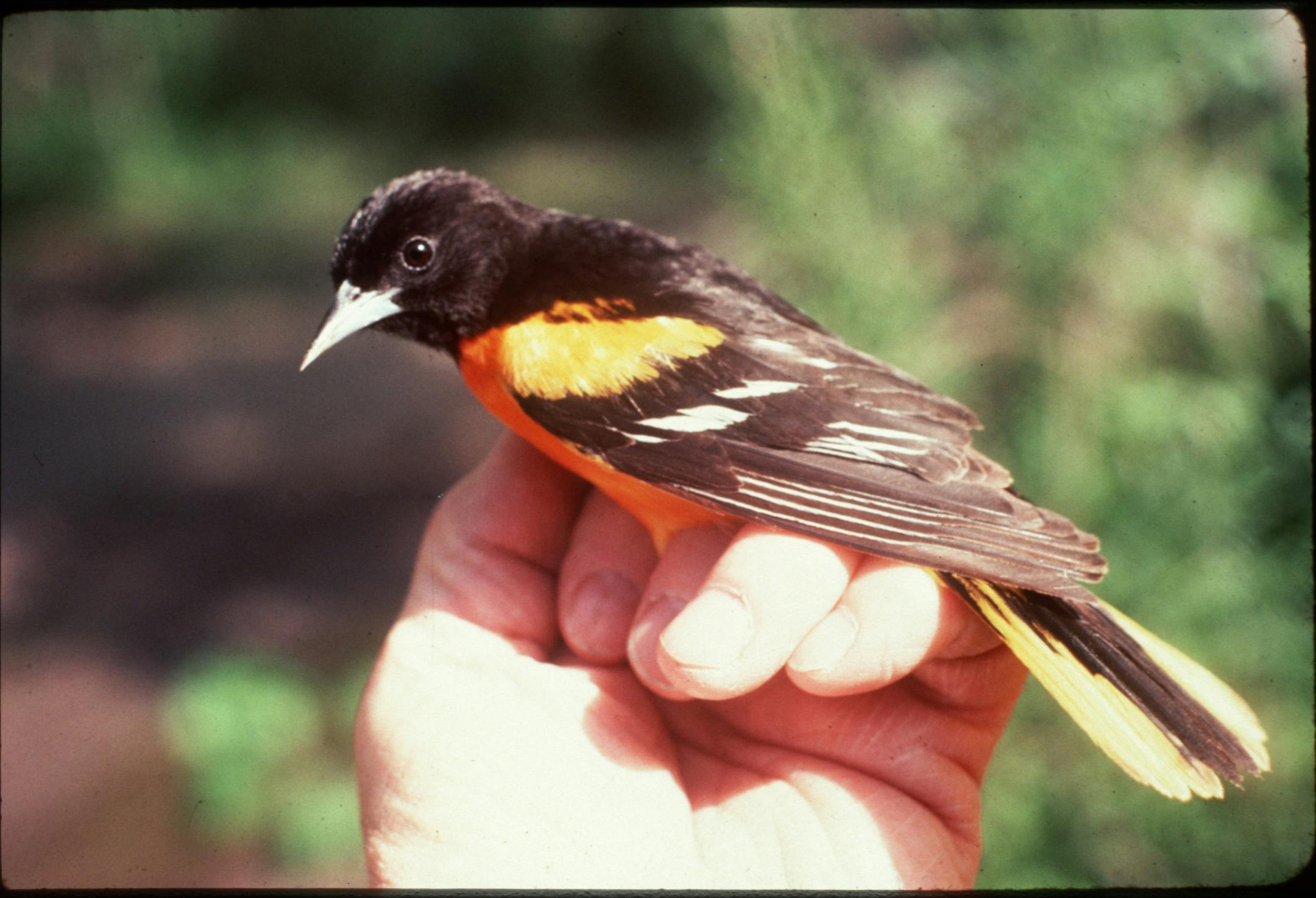 Balto Oriole