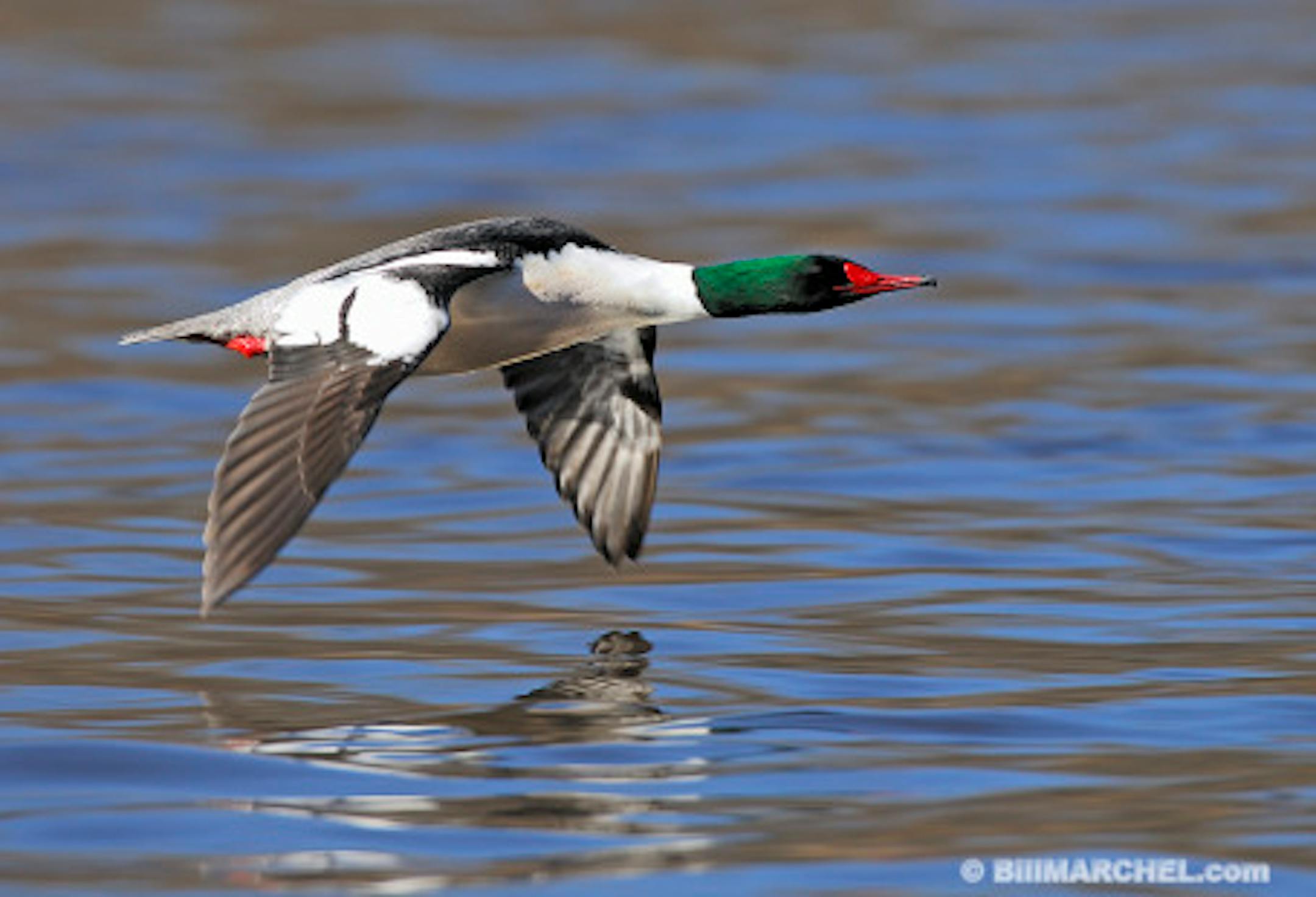 00321-004.06 Common Merganser (DIGITAL) male in flight low along the water.  H4R1