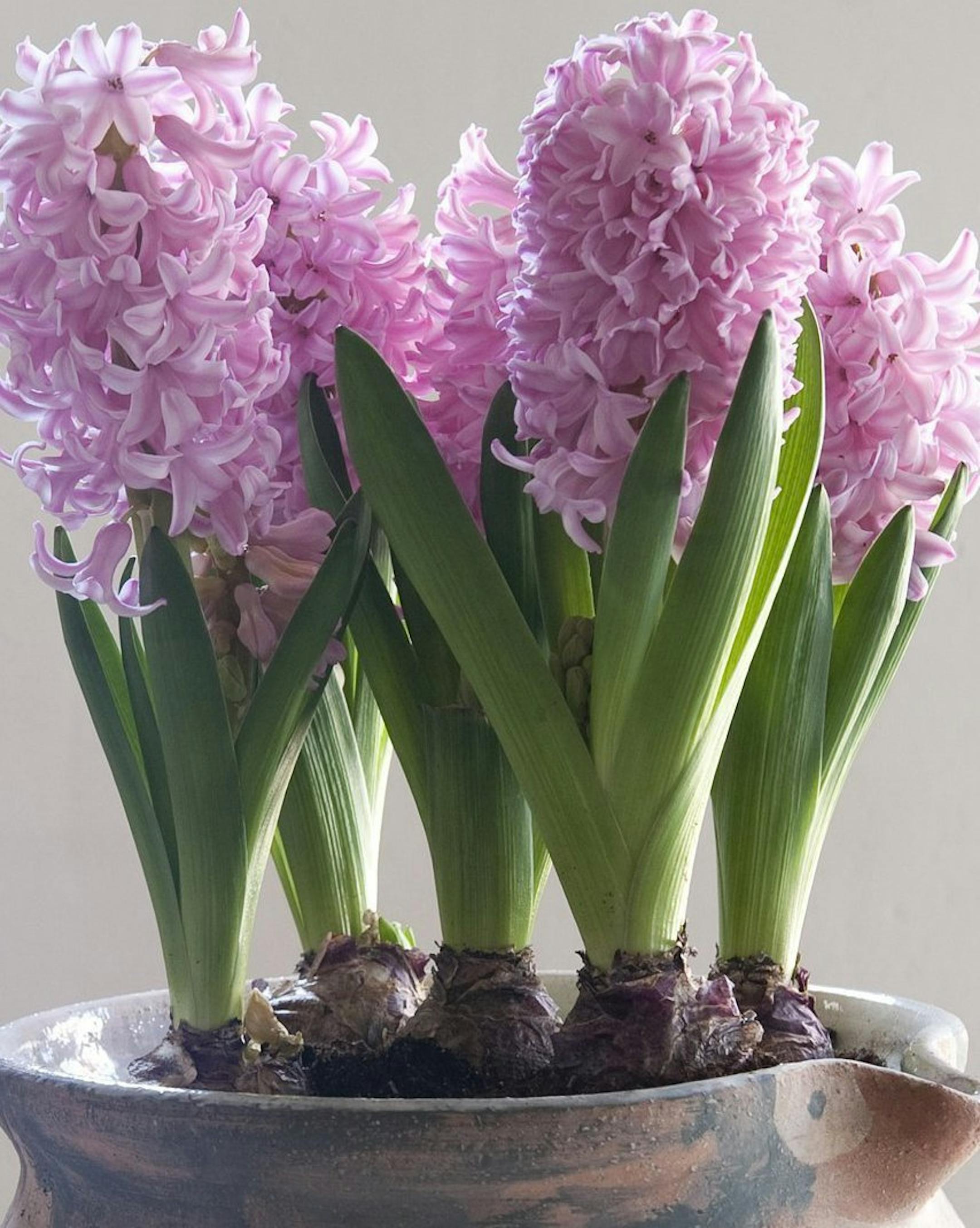 The look of handmade pottery accents the naturalness of hyacinths. (Courtesy www.iBulb.org/MCT) ORG XMIT: 1146030