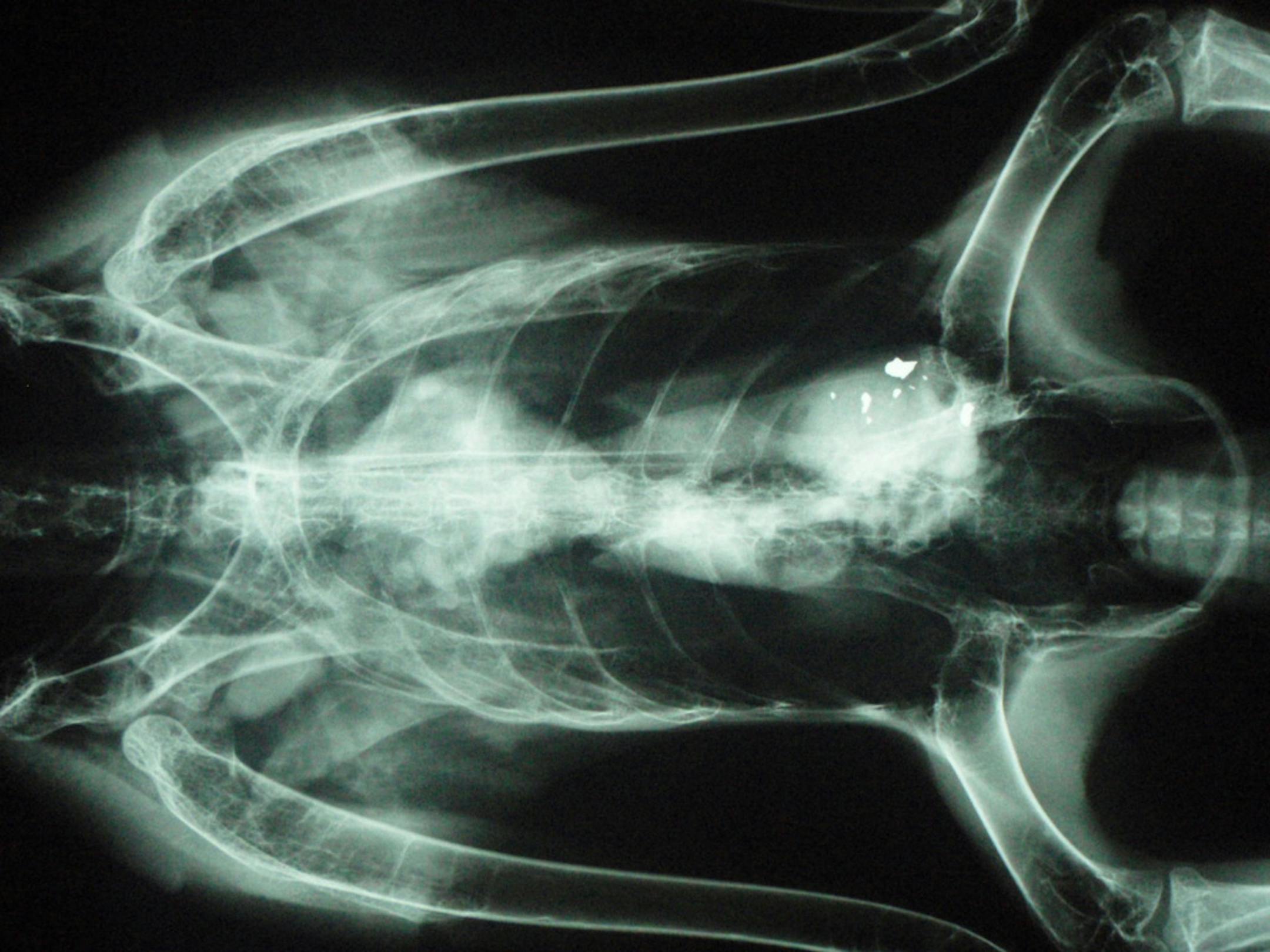 Lead bullet fragments are visible in the gastrointestinal tract of an eagle in this X-ray taken by Dr. Luis Cruz-Martinez. He said there is strong evidence that Minnesota eagles are being poisoned by eating lead bullet fragments left in deer carcasses.