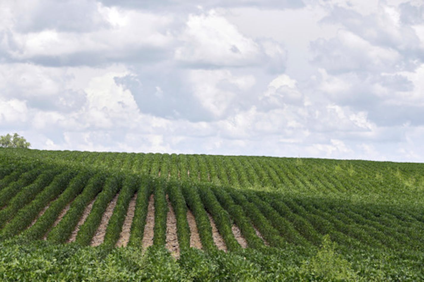 FILE - This Monday, July 30, 2018 file photo shows rows of soybean plants in a field near Bennington, Neb. A report by the United Nations released on Thursday, Aug. 8, 2019 says that human-caused climate change is dramatically degrading the planet's land, while the way people use the Earth is making global warming worse. The vicious cycle is already making food more expensive, scarcer and even less nutritious, as well as cutting the number of species on Earth, according to a special report by th