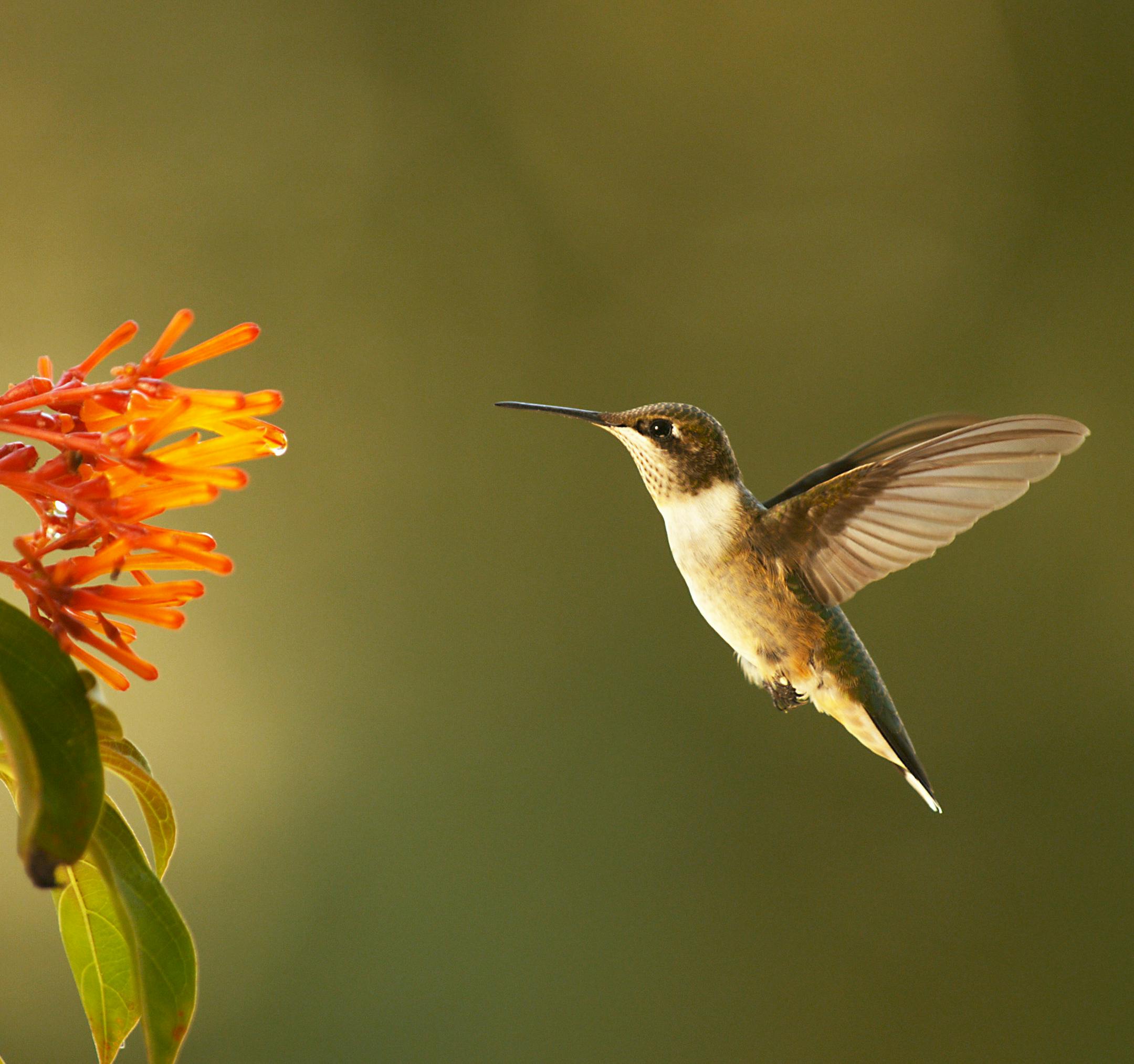 Ruby-throated hummingbird (Archilochus colubris) seems to stop in mid-air as it approaches a flower. Corpus Christi, TX.
Ann Johnson Prum/Thirteen Productions