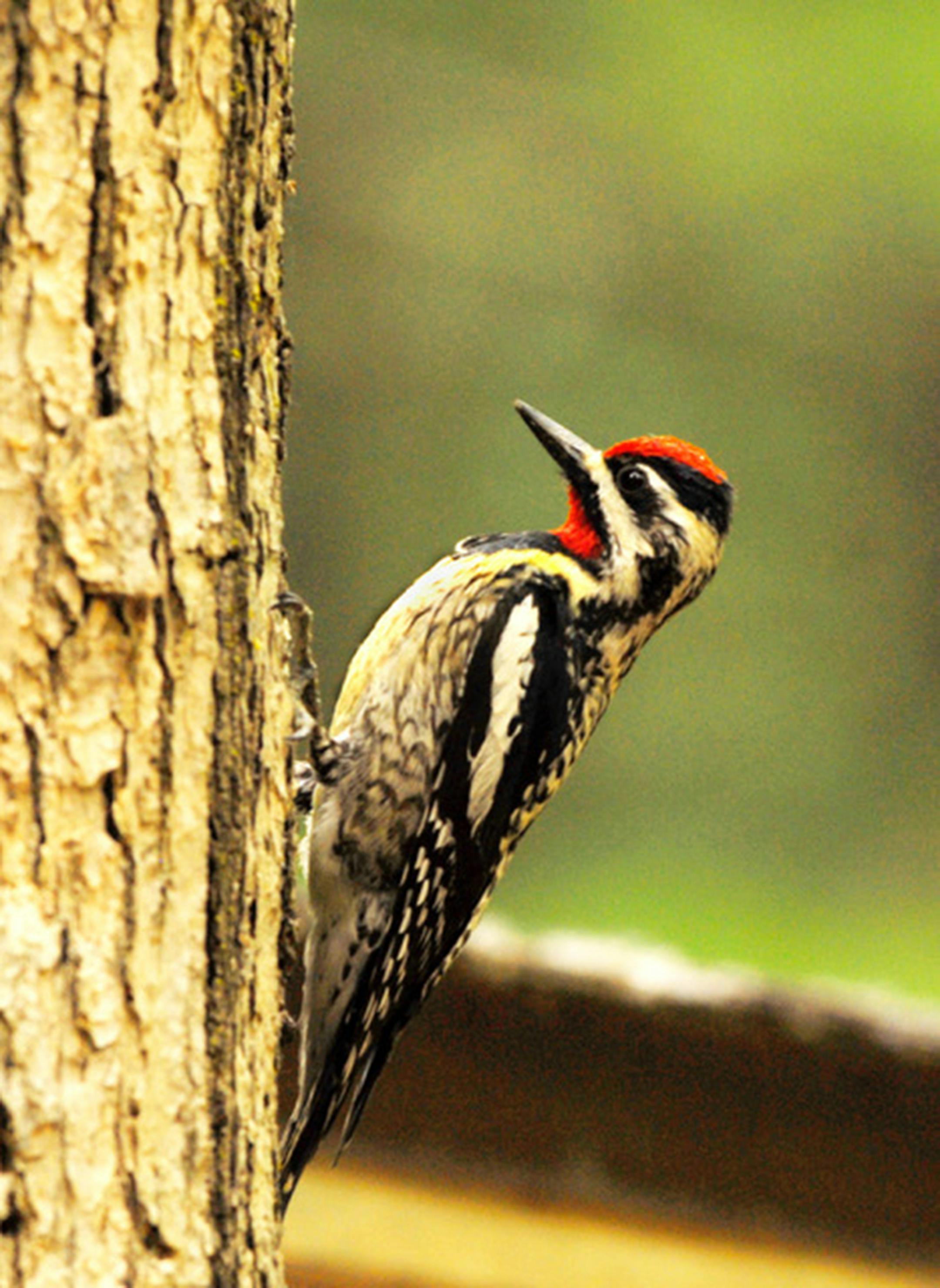 Yellow-bellied sapsuckers have a red forehead and yellow belly. Jim Williams photo