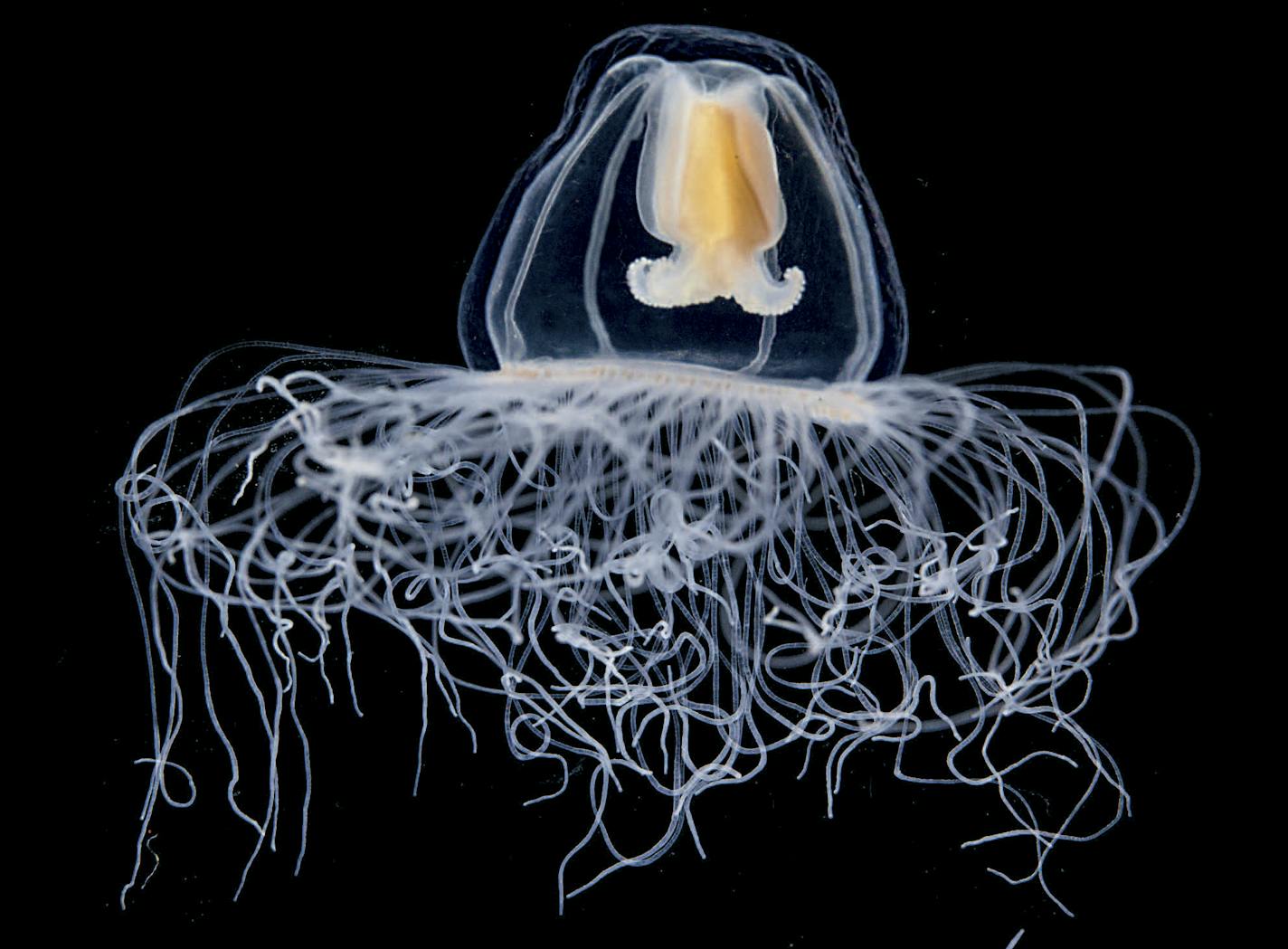 In an undated handout photo, a small medusa collected in the Mediterranean Sea. Plankton are profoundly affected by water temperature and climate change, according to a series of five studies published on Thursday, May 21, 2015, in Science about the voyage of the schooner Tara.