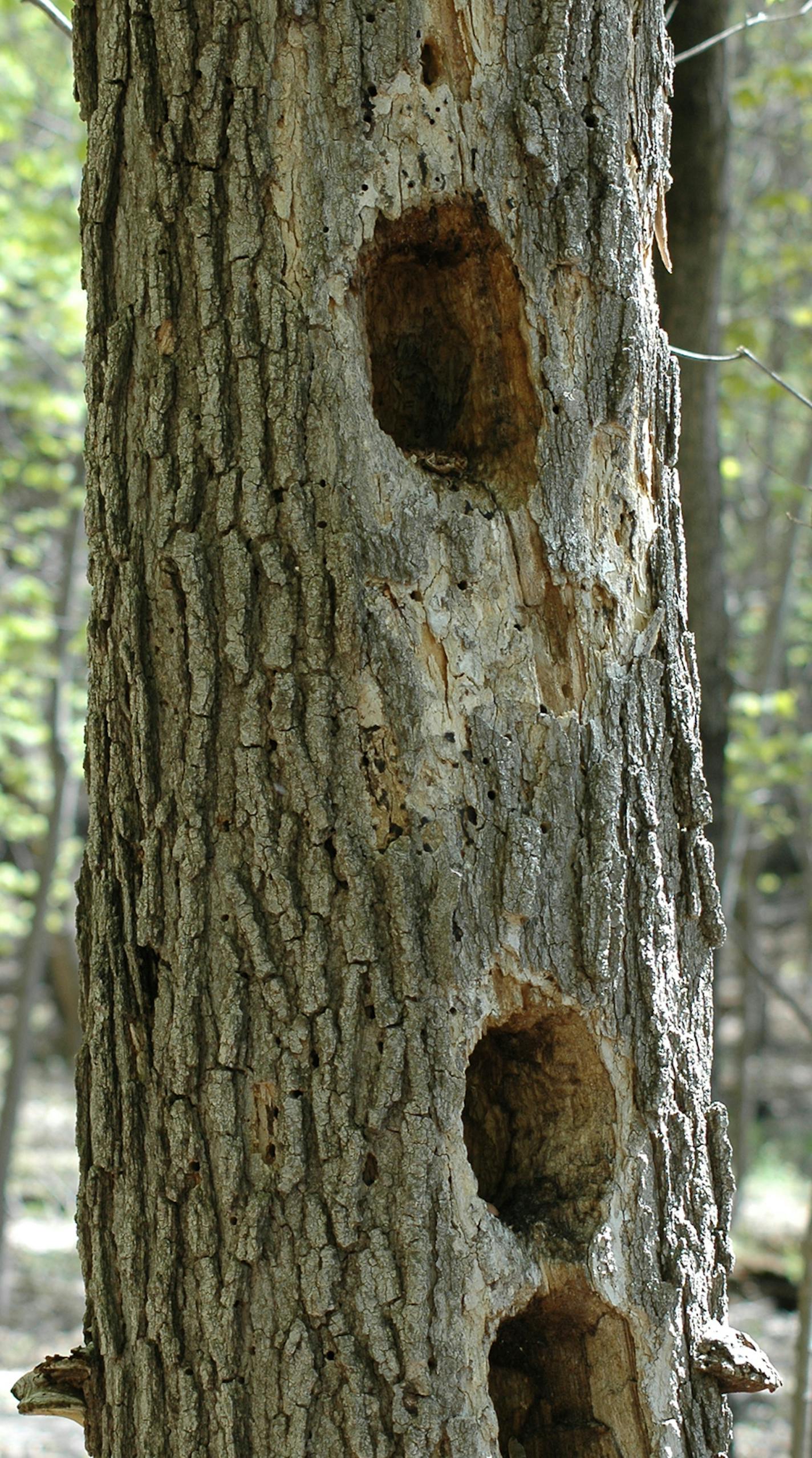 These are signs that a pileated has been at work, digging deep into a tree&#xed;s dead heartwood in search of ant galleries. credit: Jim Williams, special to the Star Tribune