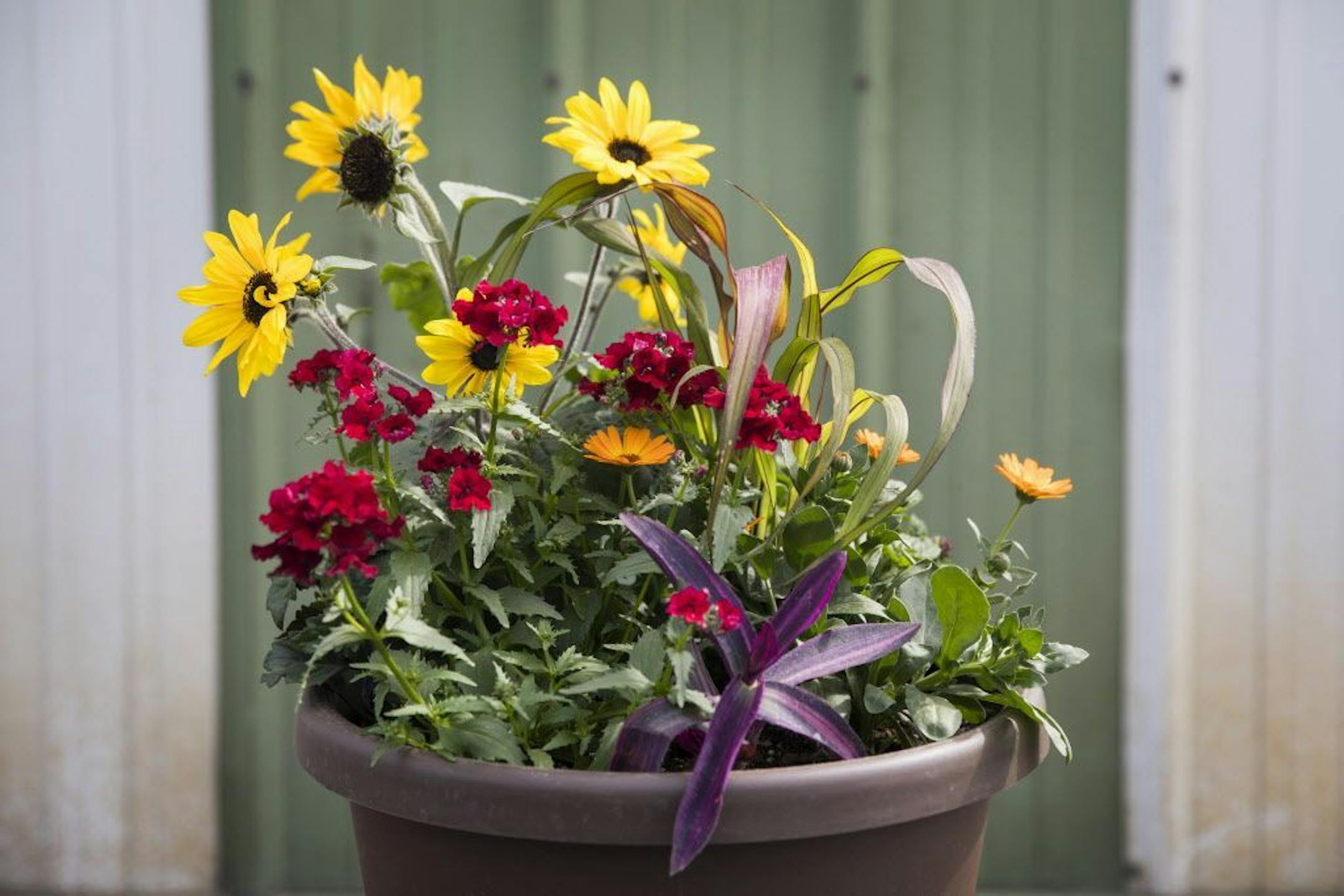To give you fresh ideas for your container gardens, we turned to Heidi Heiland, owner of Heidi's GrowHaus in Corcoran. For the recipe for GOOD MORNING SUNSHINE, see story.