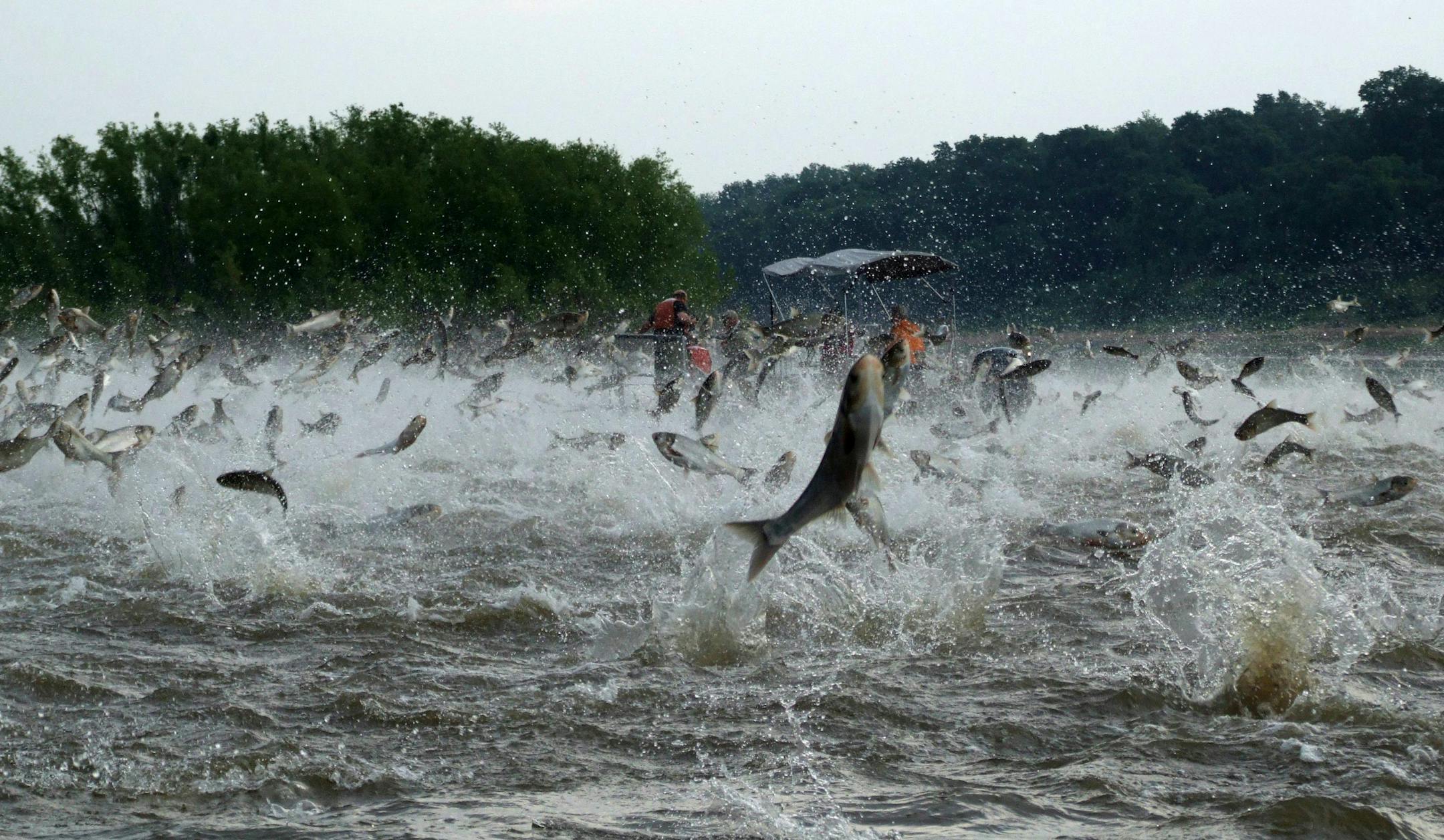 This 2009 photo shows Asian carp leaping into the air after being disturbed by watercraft on the Illinois River.