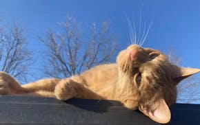 Expect to see this cat, Amal Jr, in the Hamline-Midway Cat Tour.