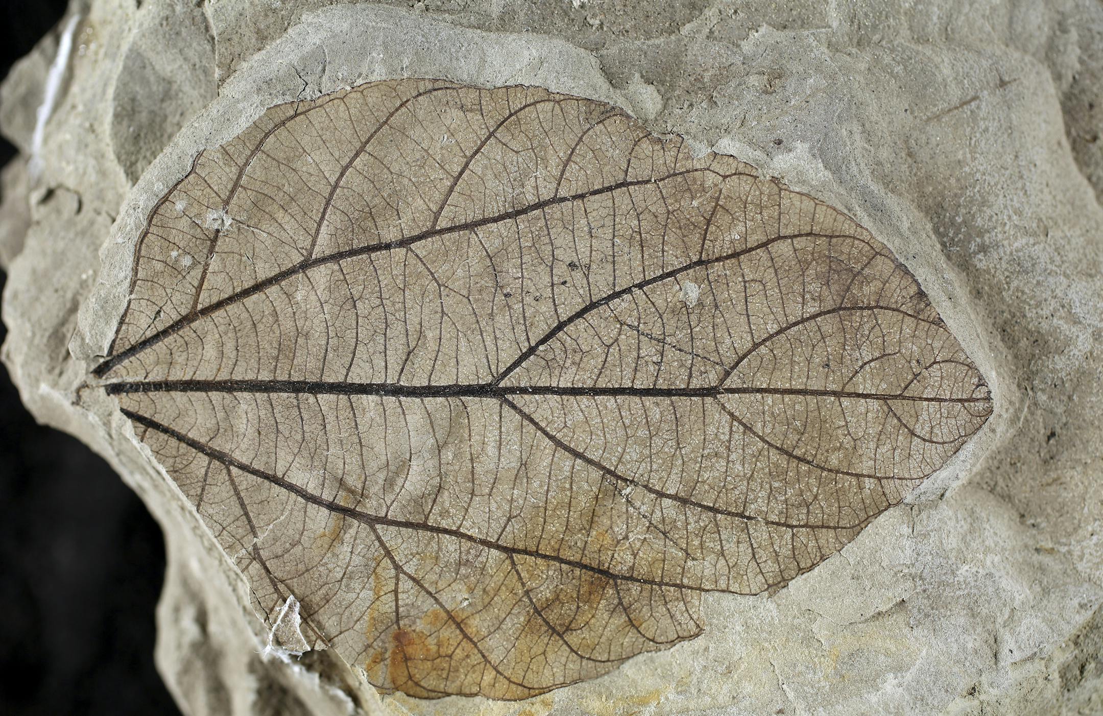 An undated handout photo of plant specimens collected in the Kaiparowits Plateau. The craggy Kaiparowits Plateau, part of the Grand Staircase-Escalante National Monument, was once a steamy forest and a stomping ground for odd beasts. (Denver Museum of Nature & Science via The New York Times) -- NO SALES; FOR EDITORIAL USE ONLY WITH STORY SLUGGED SCI DINOSAUR DISCOVERIES BY JENNIFER PINKOWSKI. ALL OTHER USE PROHIBITED.