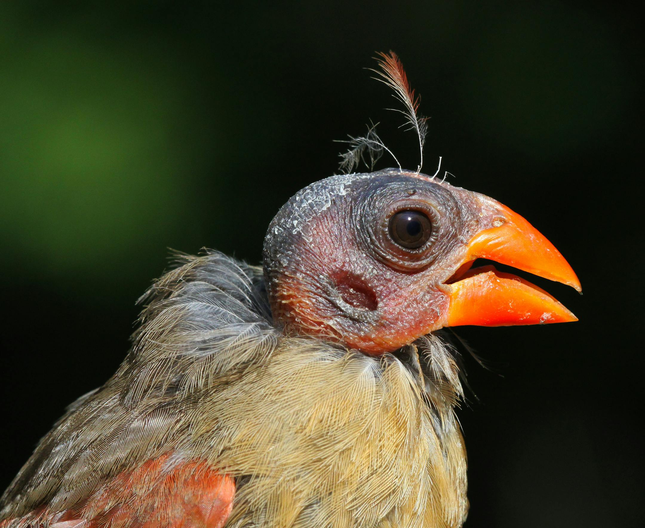 Caption: Photo by Siah St. Clair As bald as a cue ball, this female cardinal makes it easy to see one of a birdís usually invisible ears (below and left of her eye). Within a few weeks sheíll molt new feathers and look like a cardinal again.
