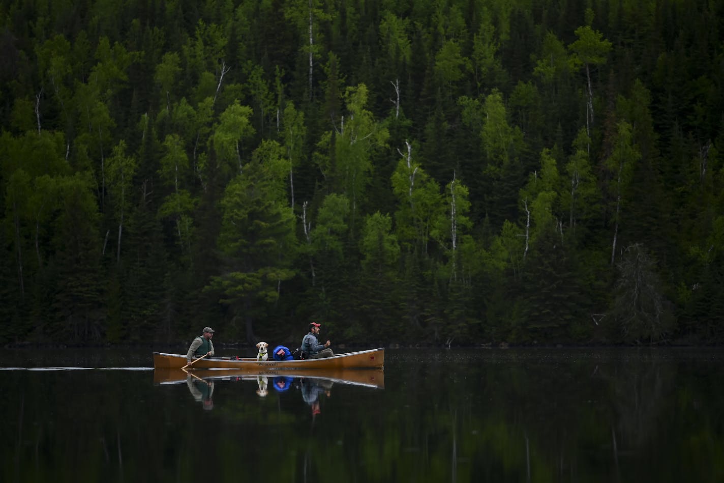 Tony Jones, his dog Crosby, and Bob Timmons paddled from Mountain Lake toward their portages to Moose Lake Friday. ] Aaron Lavinsky ¥ aaron.lavinsky@startribune.com DAY 4 - Tony Jones, his 14-year old son Aidan , their friend Brad Shannon and Outdoors editor Bob Timmons started the day on Mountain Lake on Friday, June 14, 2019. From there, they portaged three times in quick succession through rocky, muddy terrain into Moose Lake. They paddled southeast, eventually setting up camp on an island in South Fowl Lake, outside the BWCA in the Superior National Forest. An evening fishing trip on a rocky shoreline near the South Fowl Lake dam left Jones' yellow lab, Crosby, with a long cut on its leg, requiring medical attention.