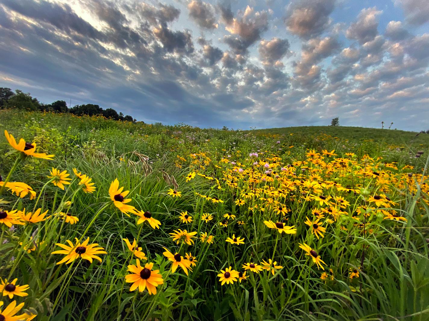 Black Eyed Susan flowers bloom in Crow Hassan Regional Park, which is home to a remarkably diverse and thriving prairie that's been built and managed over 50 years by the Three Rivers Parks District. "This isn't a native prairie. We created this. This was a man-made prairie," said district biologist John Moriarty of the 1,200-acre complex. brian.peterson@startribune.com Minneapolis, MN Monday, July 13, 2020