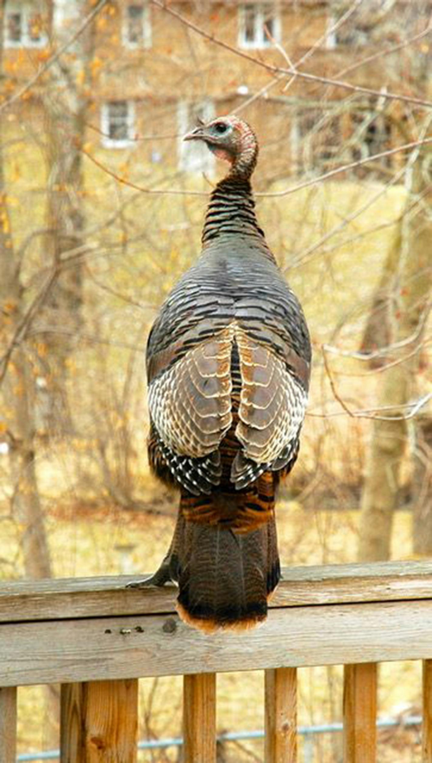 A turkey boldly sits on a deck rail. Jim Williams photo