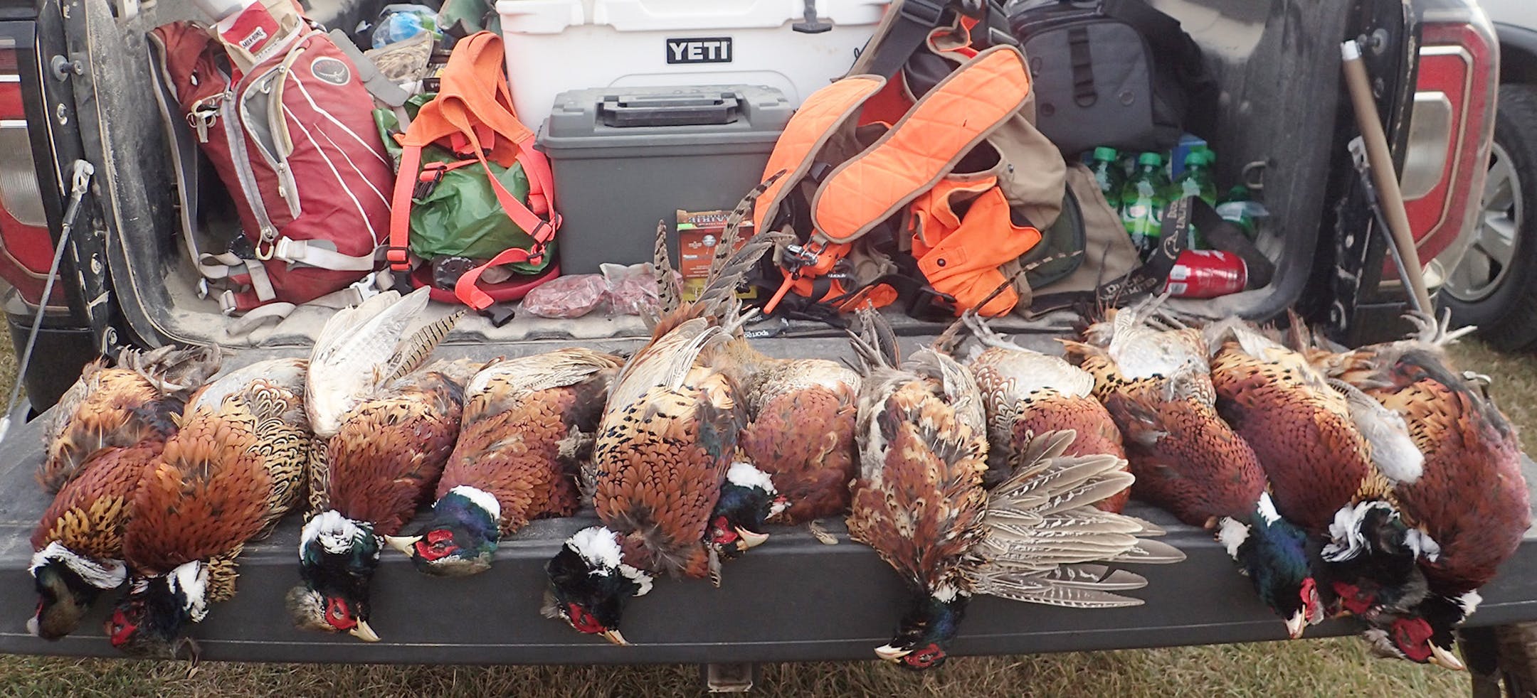 For the 20,000 Minnesotans who hunt pheasants in South Dakota every year, 2017 was memorably light on birds. But there's good news in their home state.