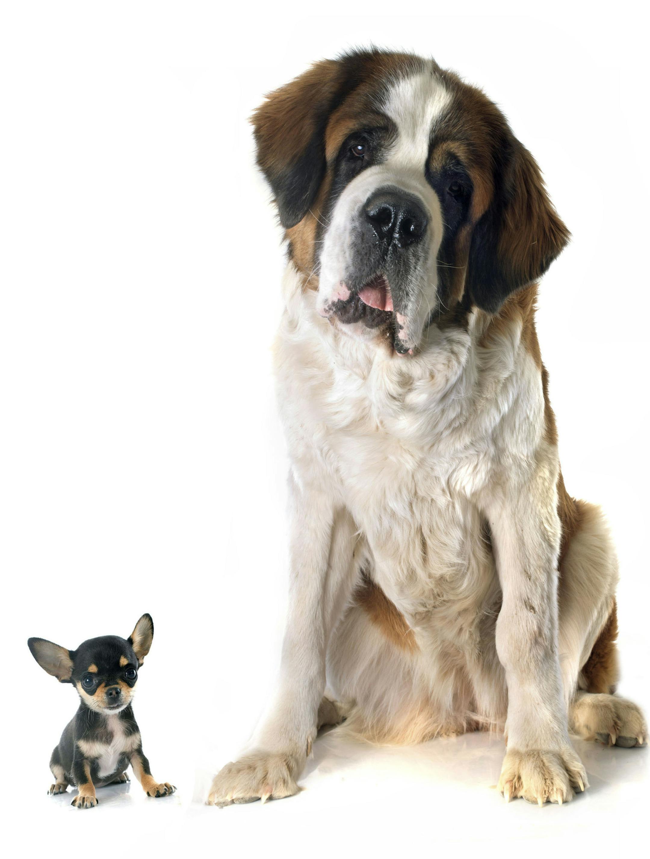group of dogs in front of white background