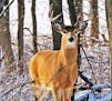 This whitetail buck hasn't yet lost his antlers. The animal was photographed Thursday in southeast Minnesota, where five deer have been found with chr