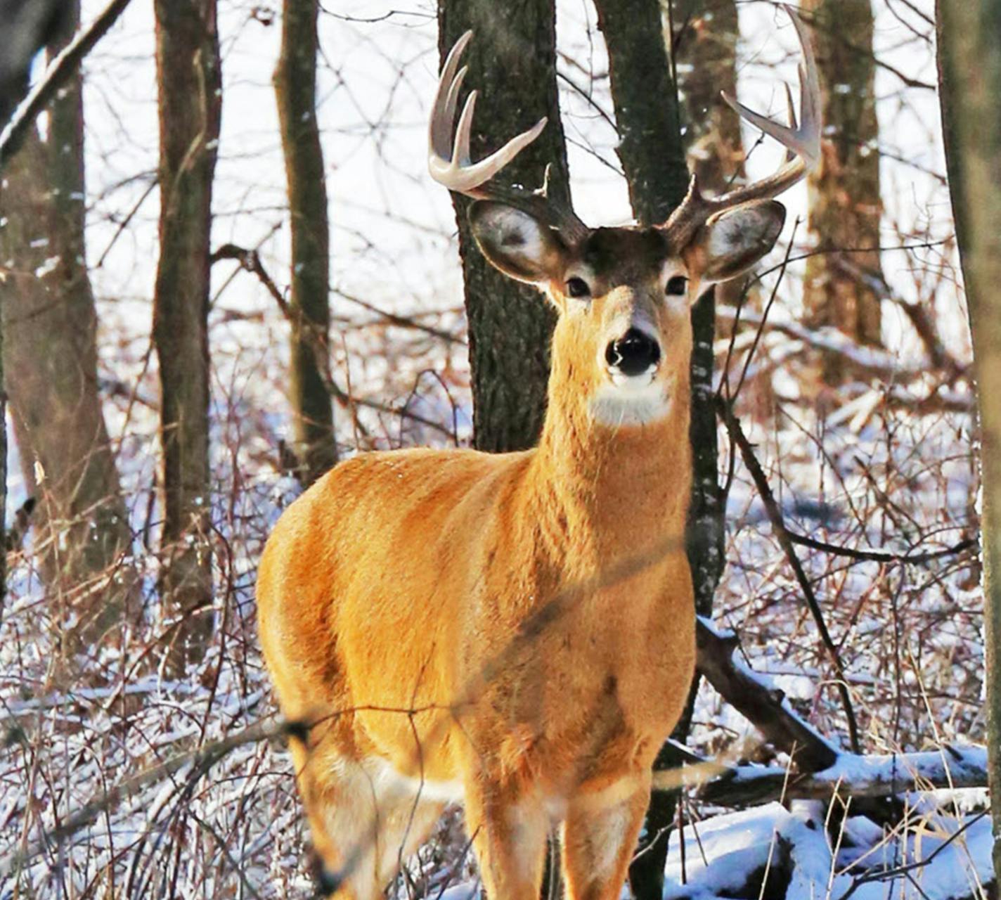 This whitetail buck hasn't yet lost his antlers. The animal was photographed Thursday in southeast Minnesota, where five deer have been found with chronic wasting disease (CWD). ORG XMIT: MIN1701131124453414