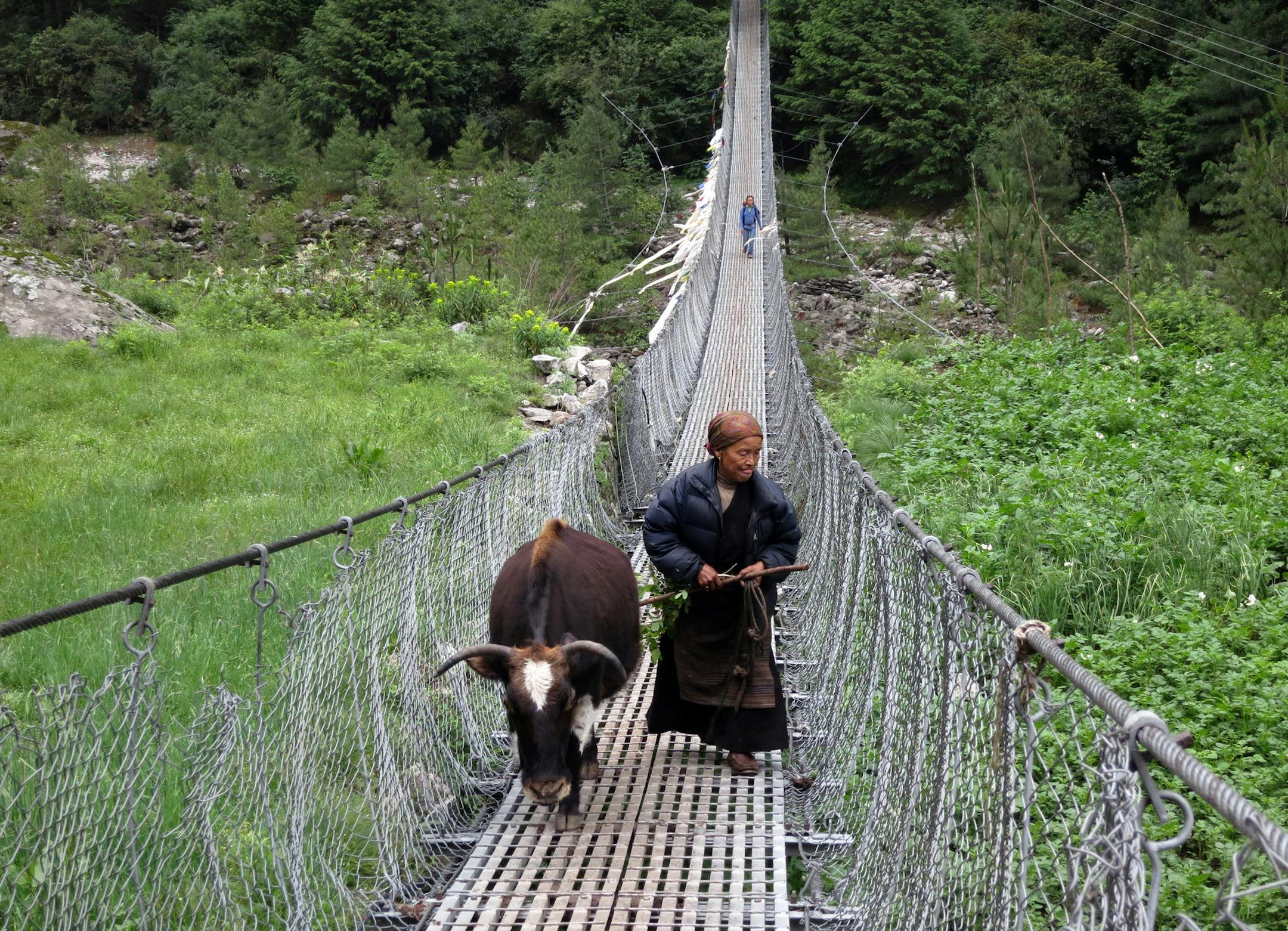 18. Bovine walk on the trails and through towns along with the pedestrians in the Everest Region of the Himalaya, where there are no roads or wheeled vehicles, only paths that are often steep and rocky. They also cross high rickety-looking bridges that bounce over rushing rivers. ] nepal travel