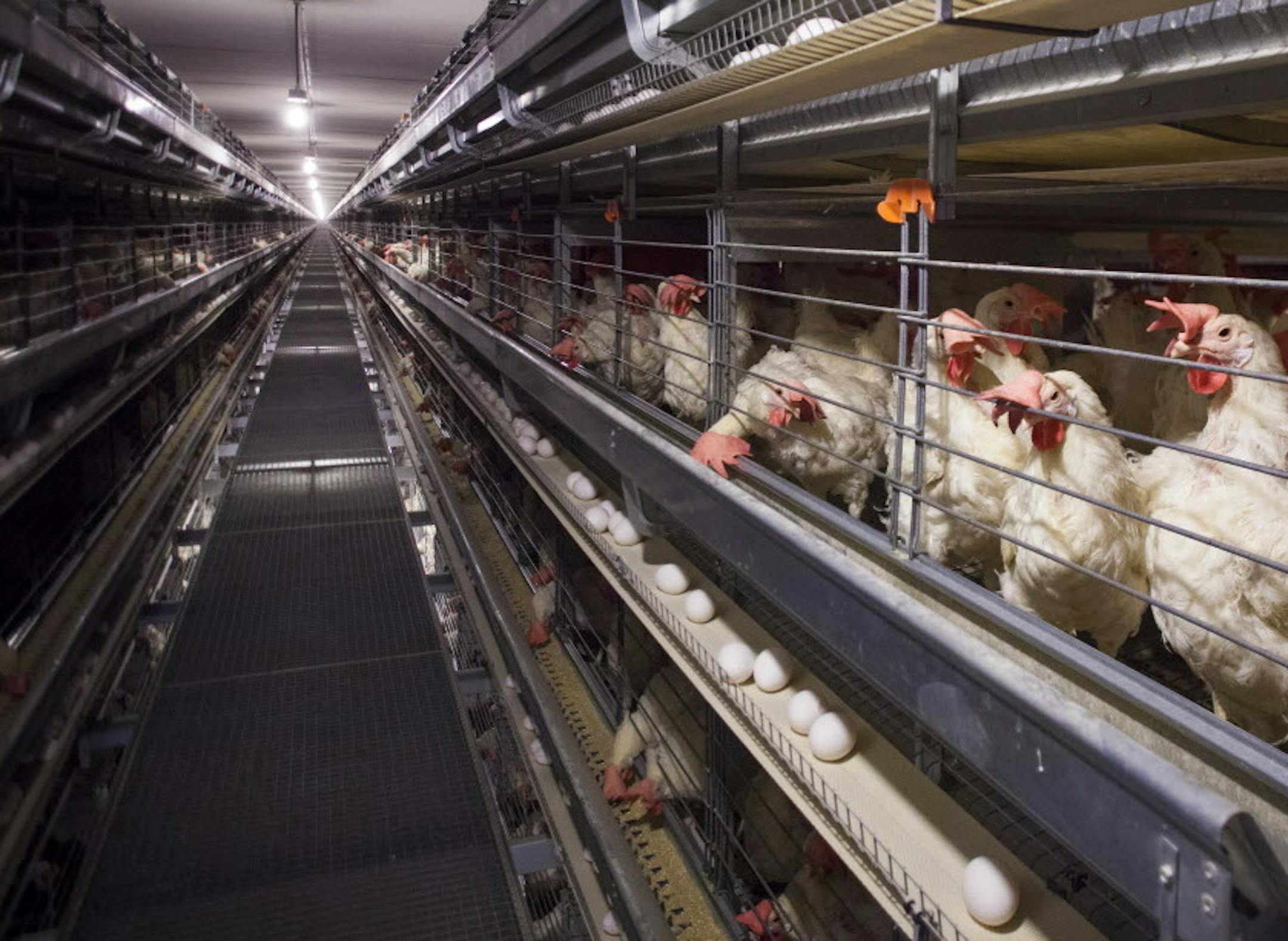 FILE -- Hens at JS West and Companies&#xed; Dwight Bell Ranch in Atwater, Calif., Feb. 13, 2014. With the avian flu devastating a significant portion of the nation&#xed;s egg-laying hens, major food companies and restaurant chains are bracing for shortages and scouting the country to find alternative supply sources. (Peter DaSilva/The New York Times)