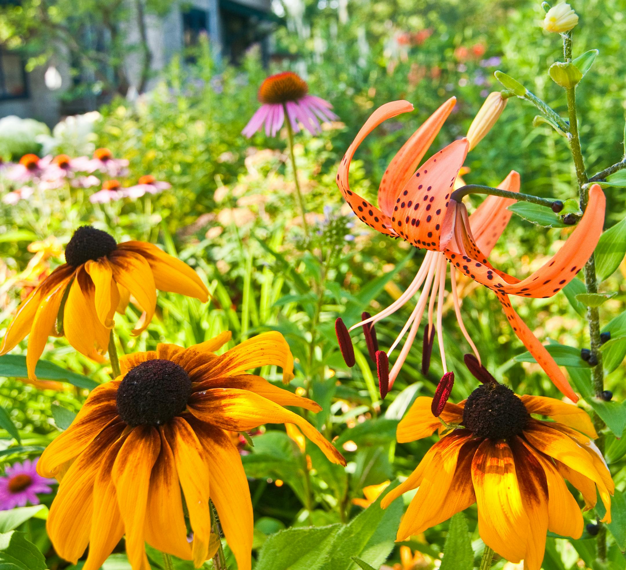 Here is an example of landscaping using native plants and flowers in the north suburbs. Courtesy of Blue Thumb - Planting for Clean Water outreach program created by the Rice Creek Watershed District. Find out more at bluethumb.org