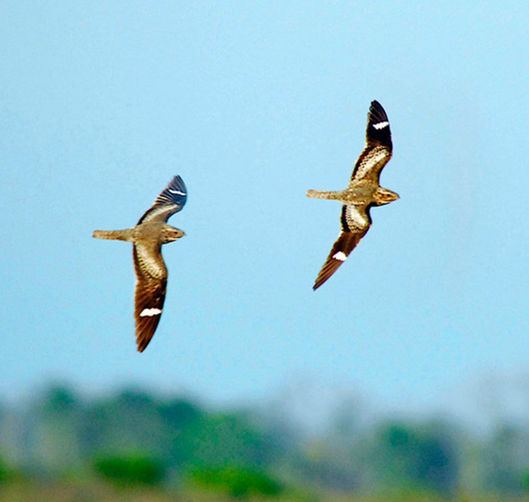 Two nighthawks in flight against a light blue sky