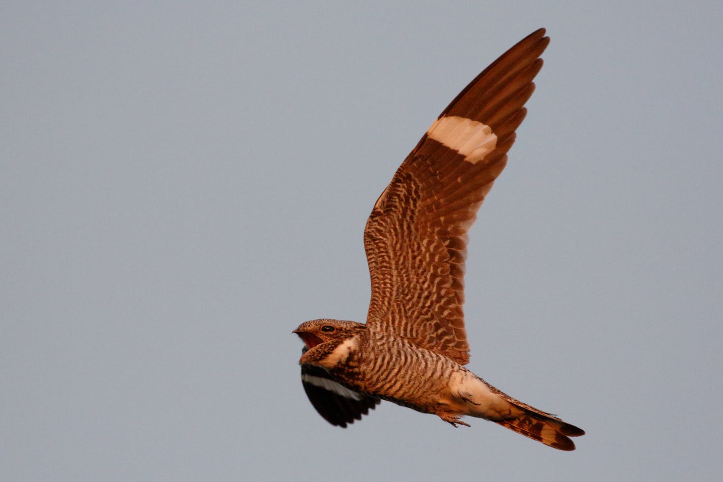 common nighthawk