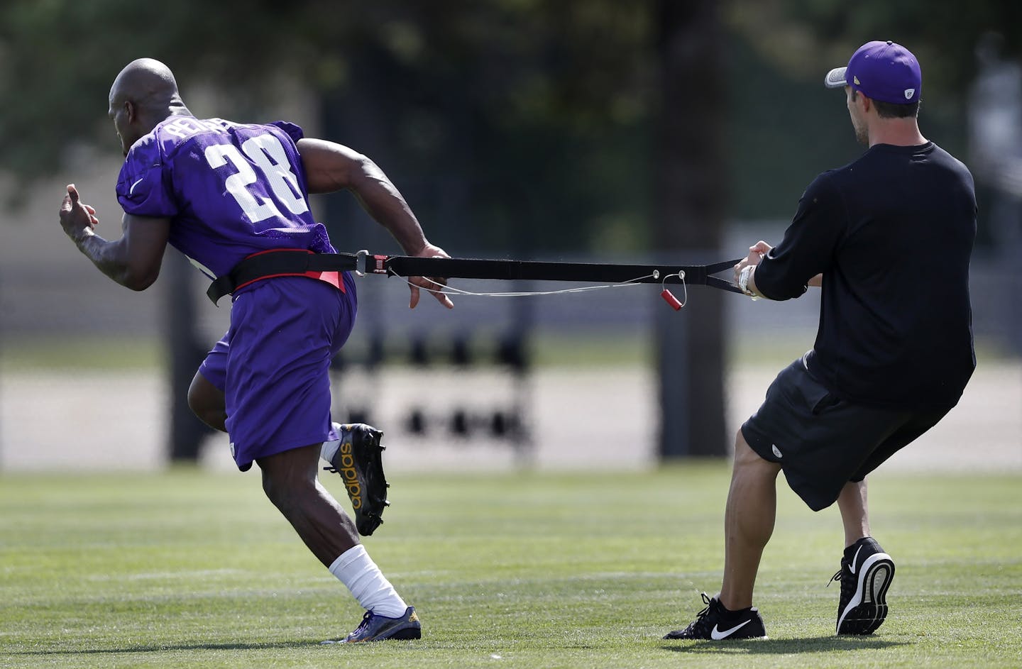 Minnesota Vikings running back Adrian Peterson worked on a separate field with a trainer during part of an afternoon practice.