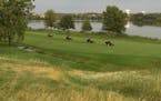 Toro mowers on Hazeltine's 16th fairway with Lake Hazeltine in the background. Course preparation for the 2016 Ryder Cup began soon after the club fin