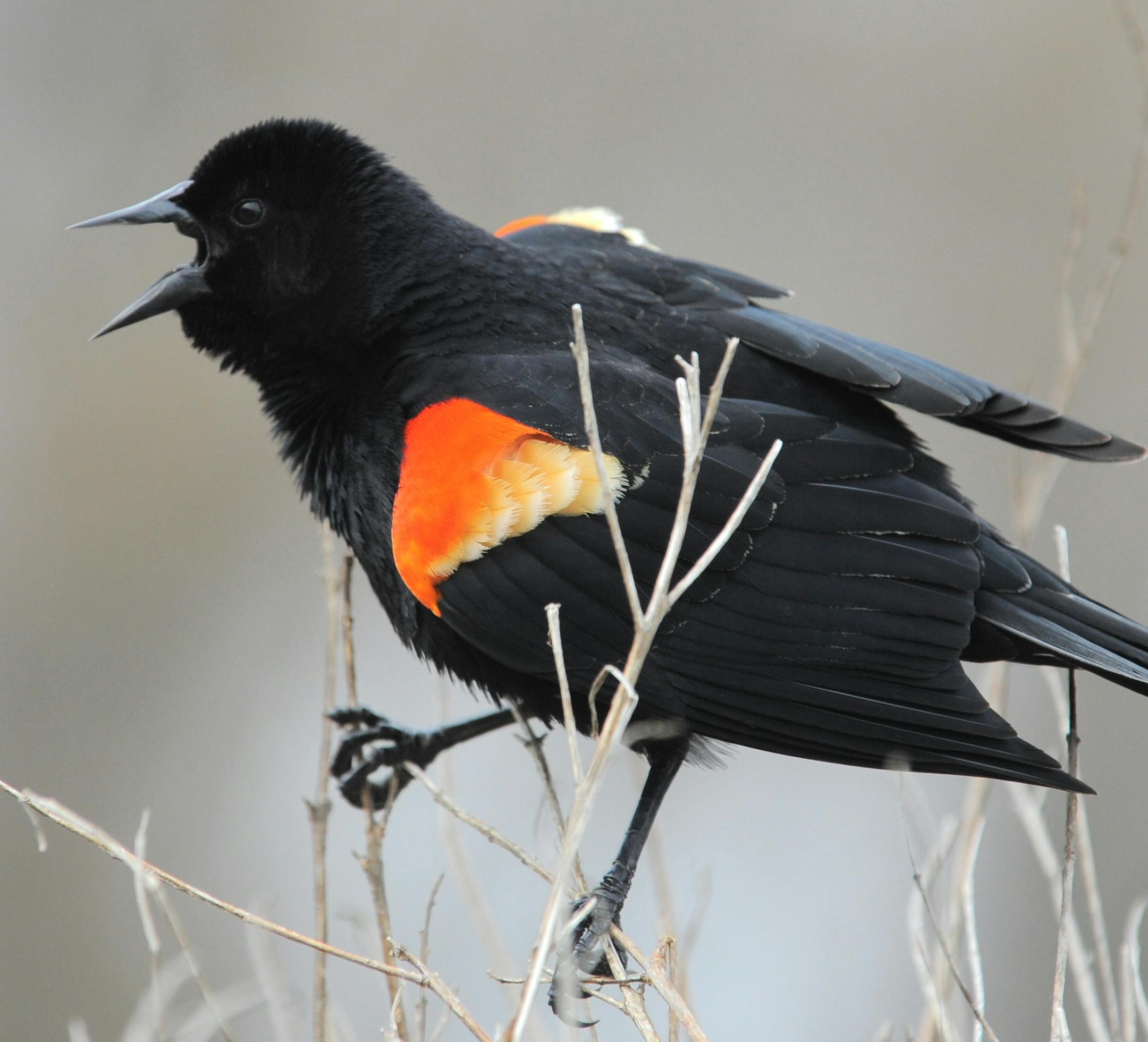 Red-winged Blackbirds travel in flocks. These males soon will each seek its own breeding territory, almost always nesting in cattails.
Photo by Jim Williams