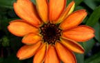 Zinnia flowers on the International Space Station seen on Jan. 16, 2016, are the first flowers grown in space part of the Veggie facility and experime