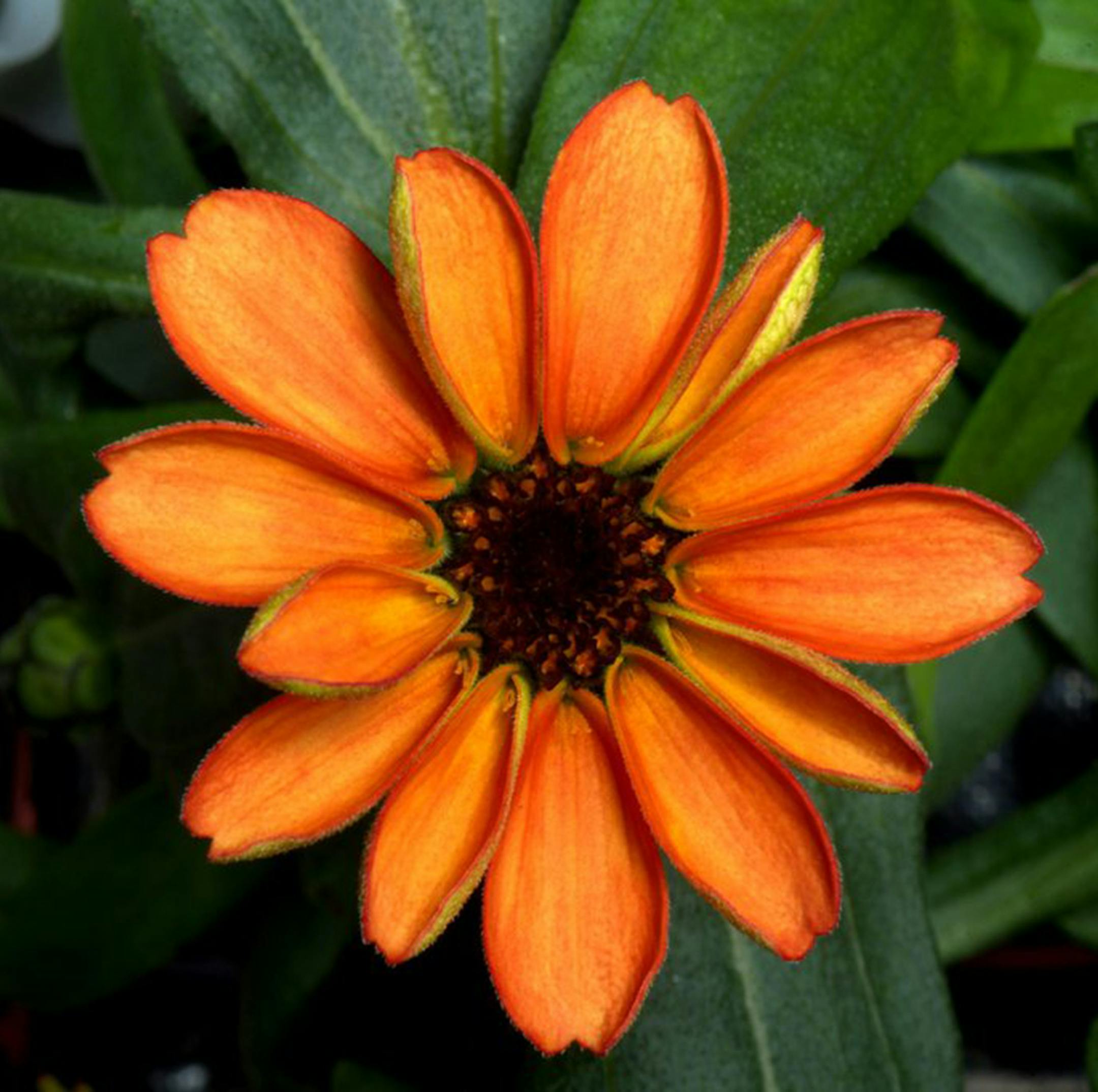 Zinnia flowers on the International Space Station seen on Jan. 16, 2016, are the first flowers grown in space part of the Veggie facility and experiment. (Scott Kelly/NASA/TNS)