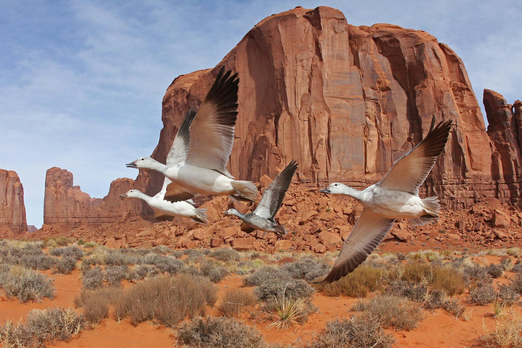 In "Wings 3D" snow geese flying through Monument Valley, USA. (John Downer Productions/BBC America/MCT) ORG XMIT: 1153742