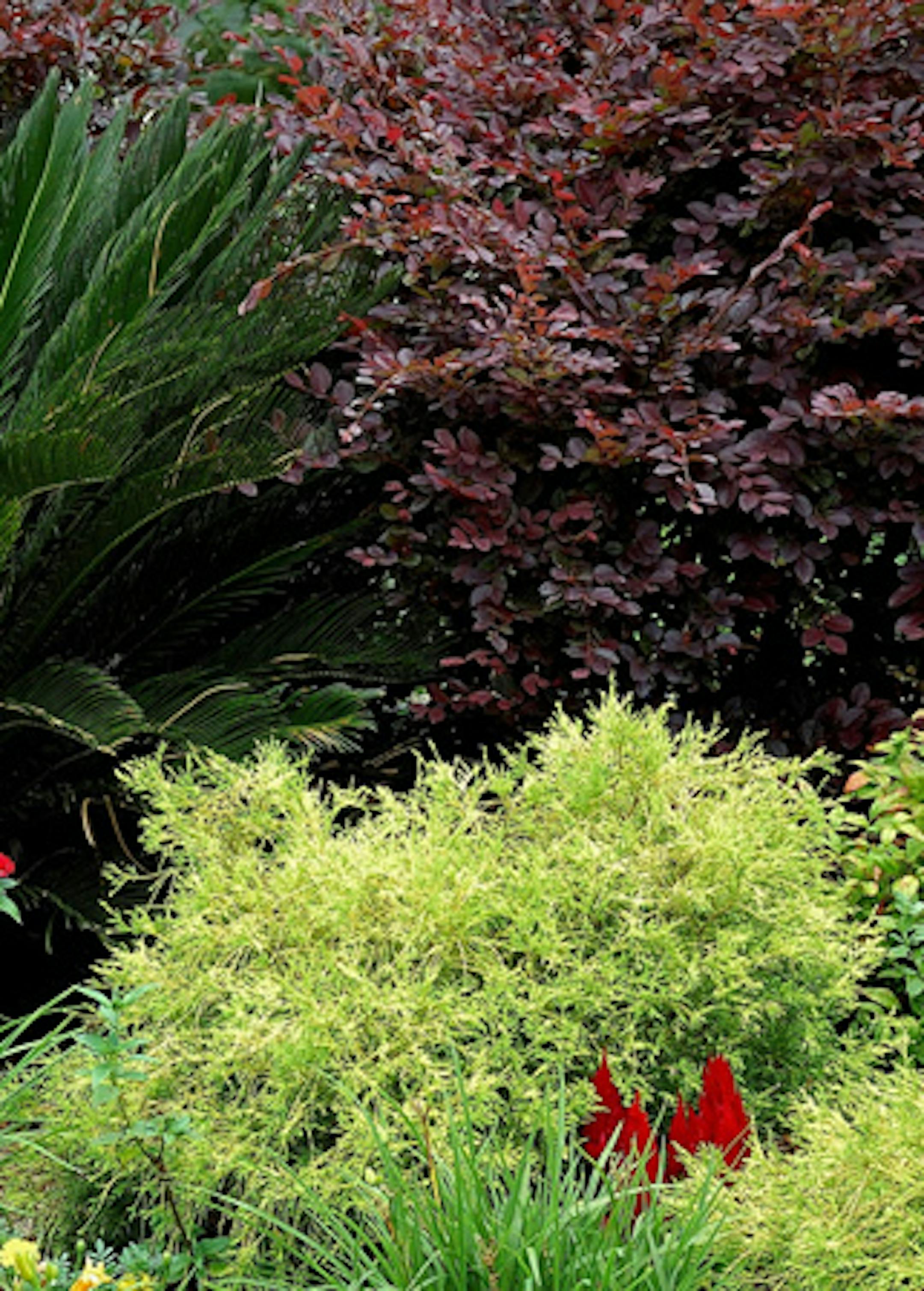 Gold Thread false cypress