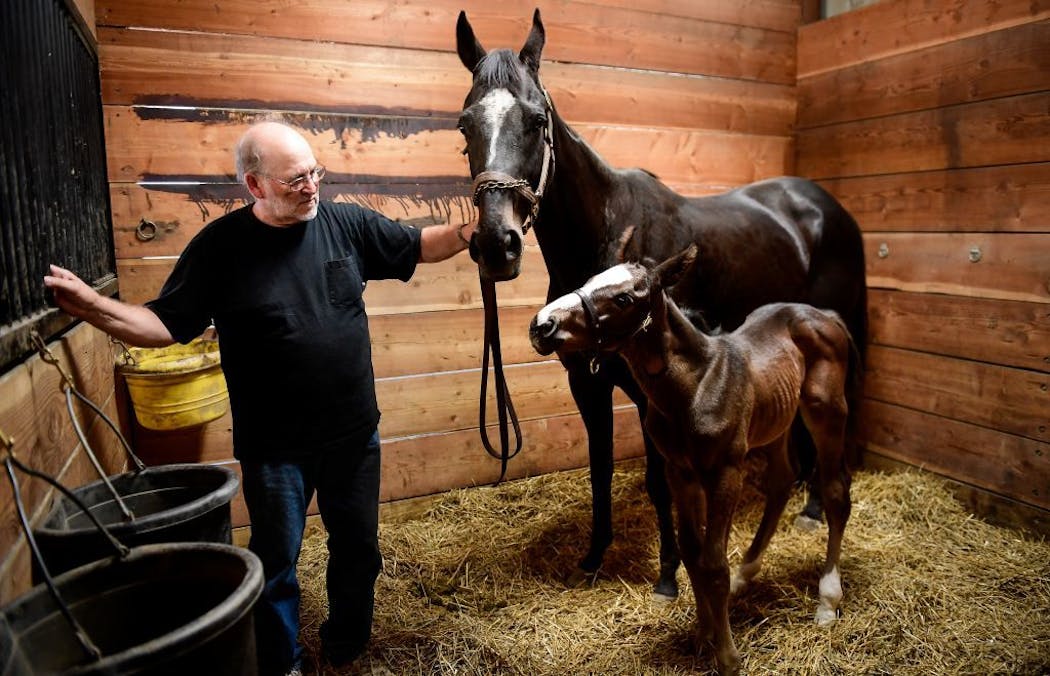 Dean Benson, who with his wife Teresa runs Wood-Mere Farm near Webster, stood beside One More Strike and her week-and-a-half old foal, sired by Triple Crown winner American Pharaoh.