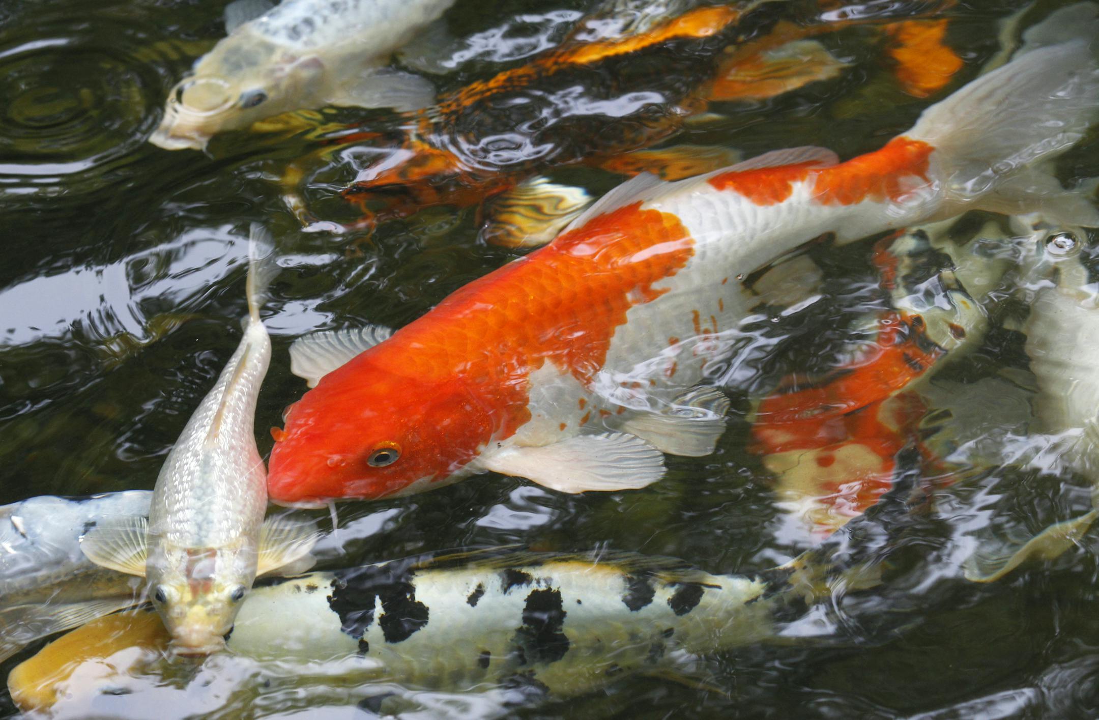 Gary De Grande's, White Bear Township, backyard garden expanse is on the Minnesota Water Garden Society pond tour July 30-31. One of the many highlights is the Koi fish pond right off the back porch of the house.] TOM WALLACE ‚Ä¢ twallace@startribune.com __Assignments #20018814A_ July 14, 2011_ SLUG: pond0724_ EXTRA INFORMATION: (CQ)Mary Boss is Gary‚Äôs wife but gary does most of the gardening. (CQ)Gary De Grande by Mary. ORG XMIT: MIN2013072912483746