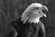 Columbia, an ambassador bird, arrived at the National Eagle Center in 2003.