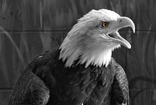 Columbia, an ambassador bird, arrived at the National Eagle Center in 2003.