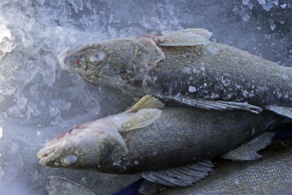 Walleye caught while ice fishing, in 2009.