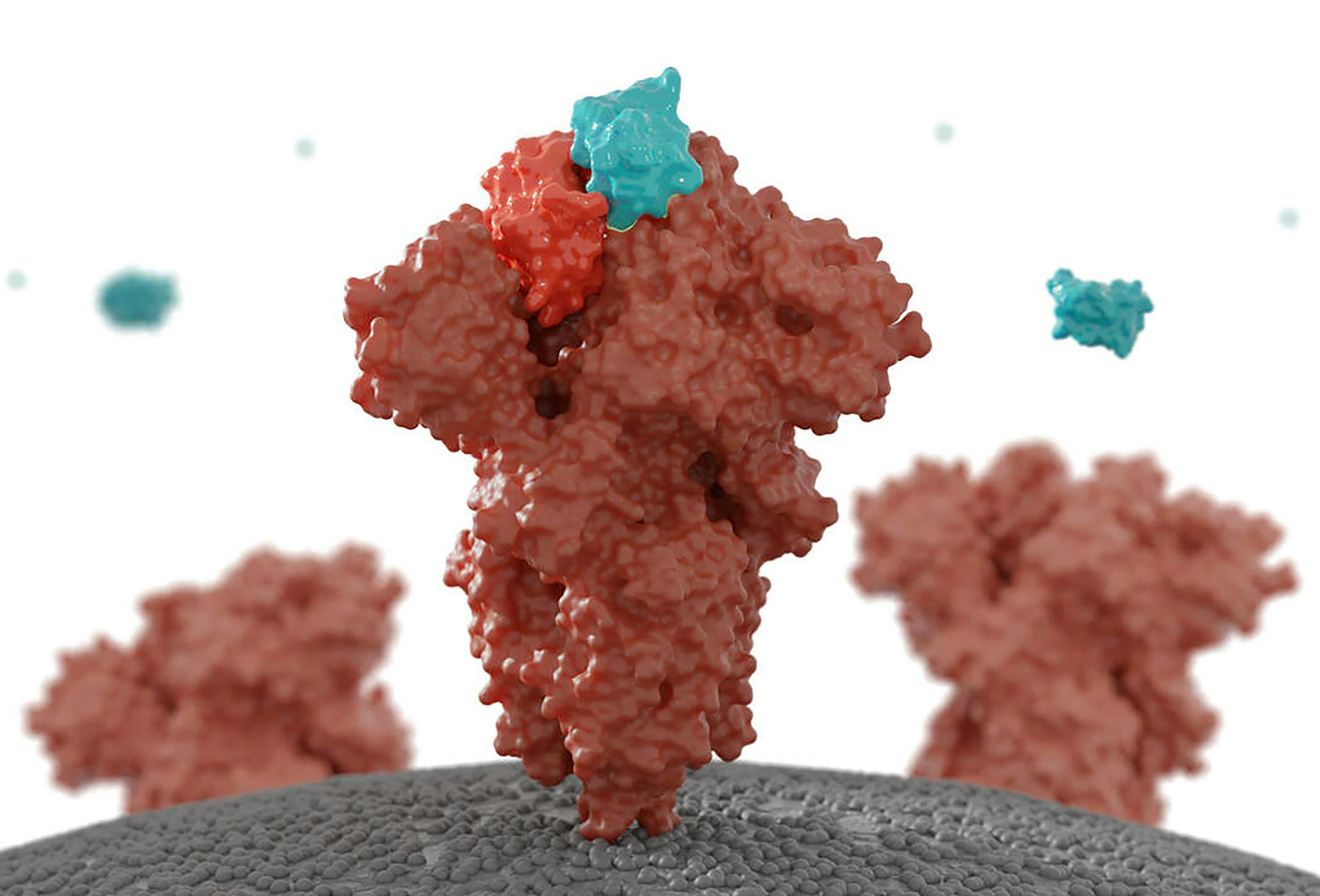 An image provided by Ian Haydon, Institute for Protein Design shows a drug molecule, in blue, blocks the tip of the coronavirus spike. Scientists around the world have captured detailed images of the coronavirus. (Ian Haydon, Institute for Protein Design via The New York Times) -- MANDATORY CREDIT -- -- NO SALES; FOR EDITORIAL USE ONLY WITH NYT STORY SCI VIRUS UNVEILED BY CARL ZIMMER FOR OCT. 8, 2020. ALL OTHER USE PROHIBITED. --