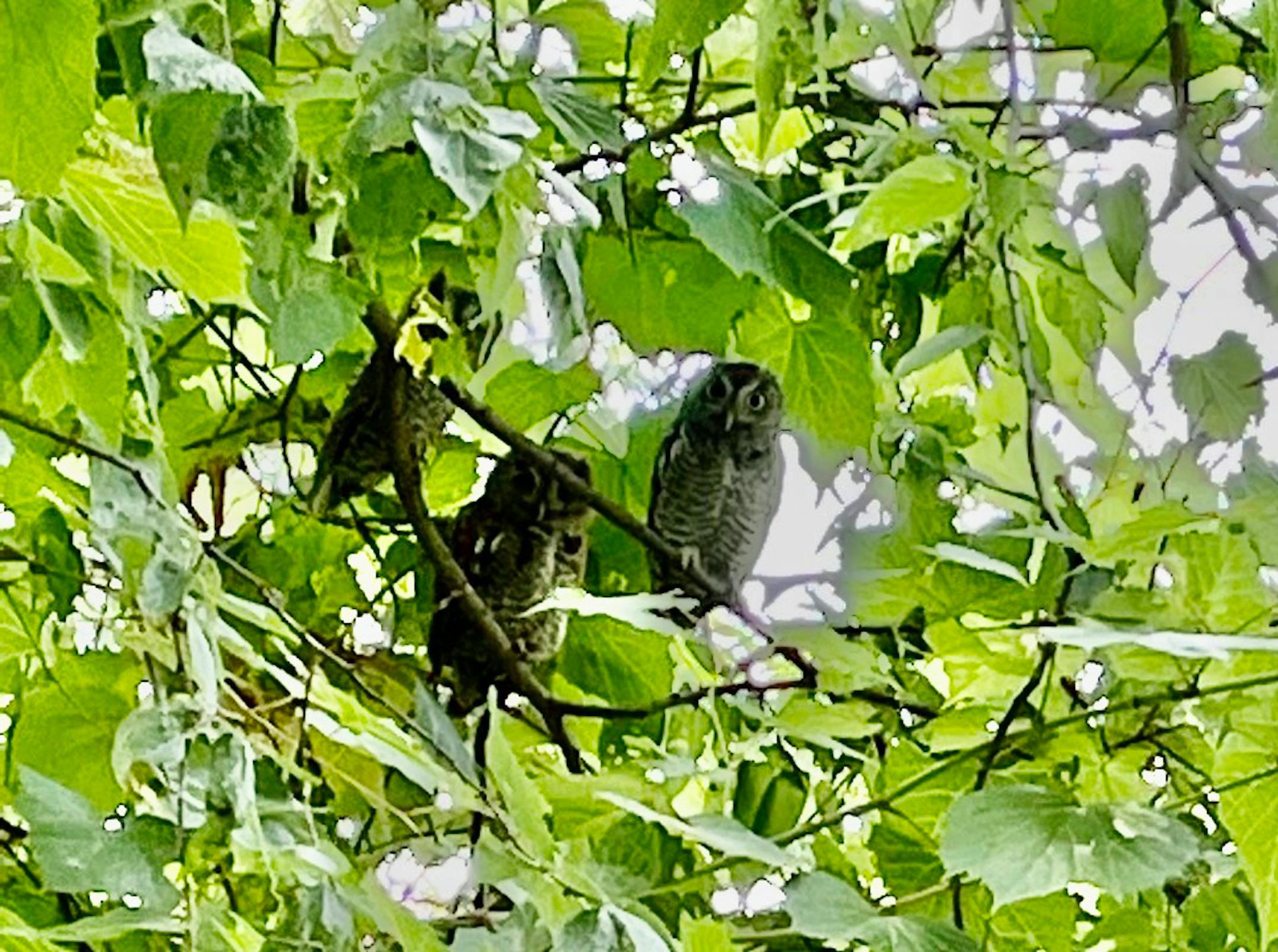 Val Cunningham photo: Screech owlets in St. Paul backyard.