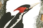 Ivory-billed woodpecker